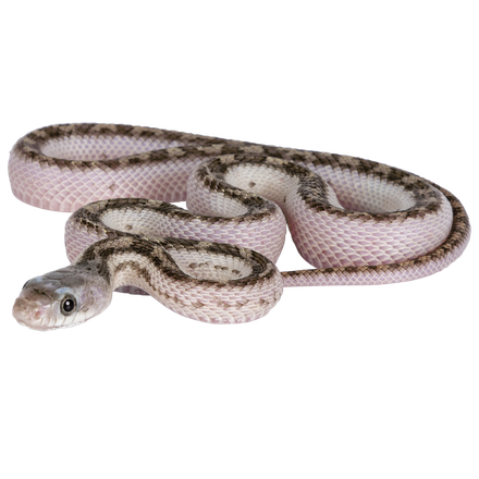 A close up of a snake on a white background.