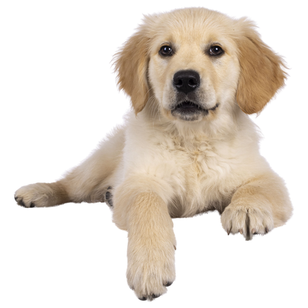 A golden retriever puppy is laying down on a white background and looking at the camera.