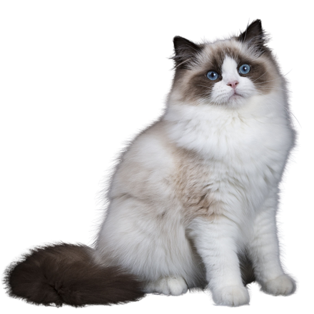 A white and brown cat with blue eyes is sitting on a white background.