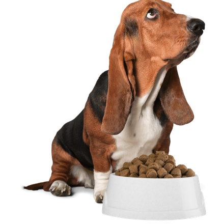 A basset hound sitting next to a bowl of dog food