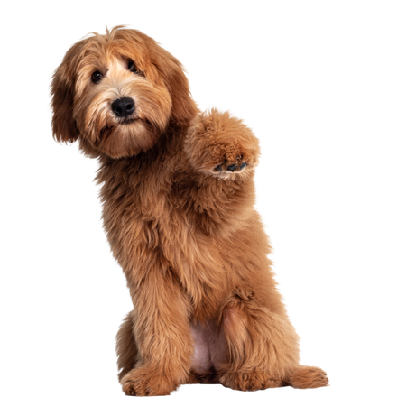 A brown dog is sitting on its hind legs with its paw up.
