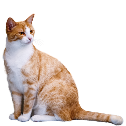 An orange and white cat sitting on a white background