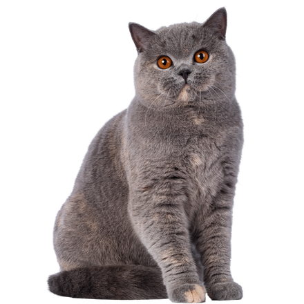 A gray cat with orange eyes is sitting on a white background.