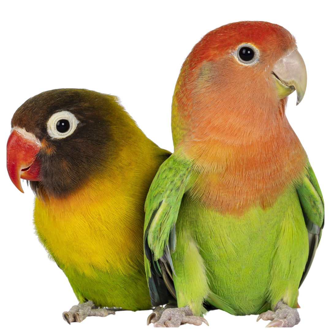 Two birds are sitting next to each other on a white background