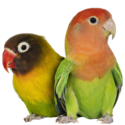 Two birds are sitting next to each other on a white background