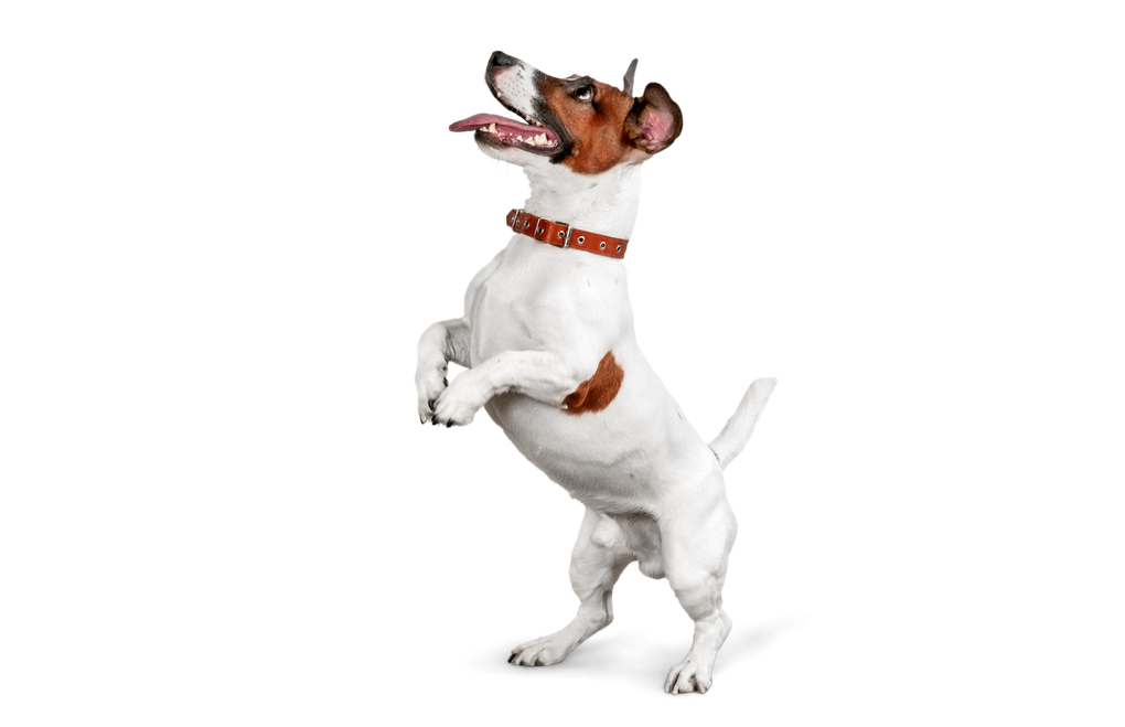 A jack russell terrier is standing on its hind legs on a white background.