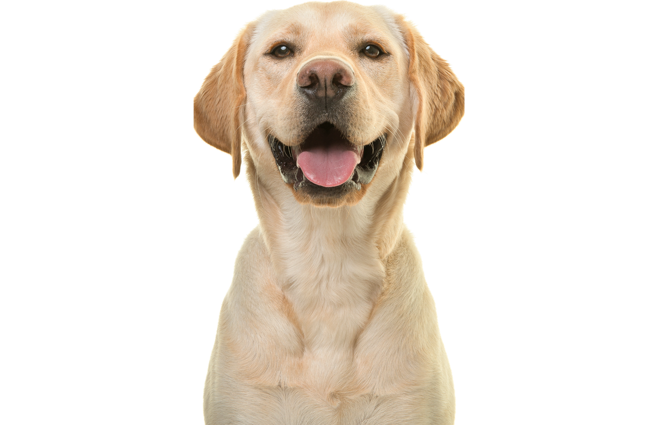 A yellow labrador retriever dog is sitting on a white background and smiling.