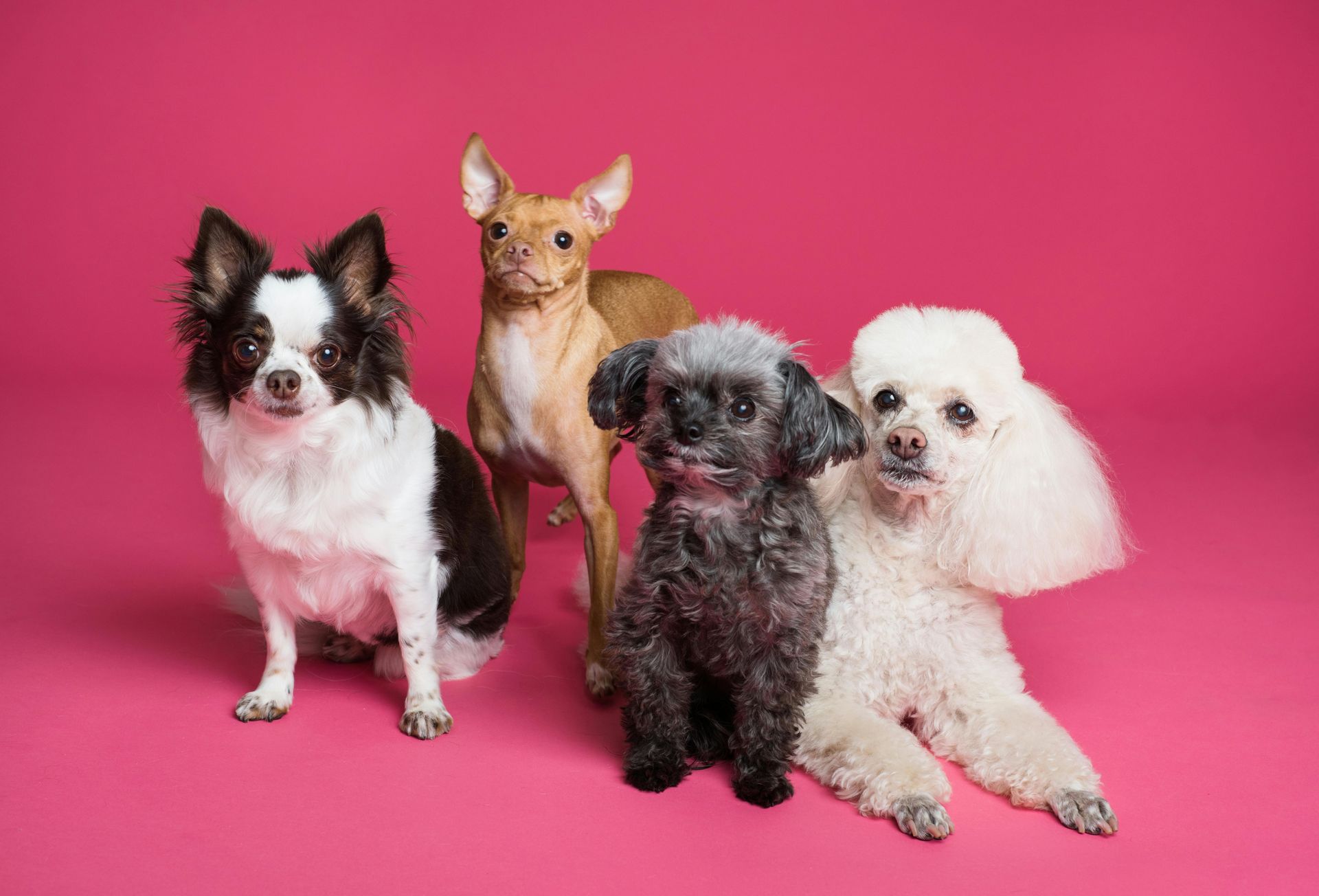A group of small dogs standing next to each other on a pink background.