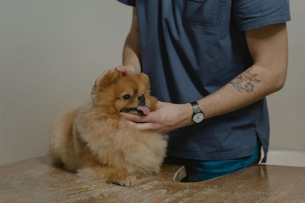A man is holding a small brown dog on a table.