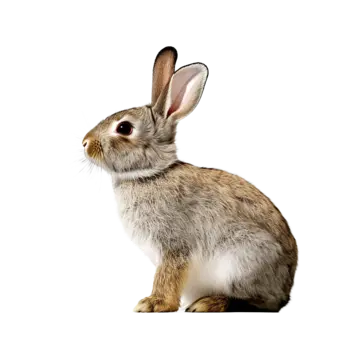 A small brown and white rabbit is sitting on a white background.
