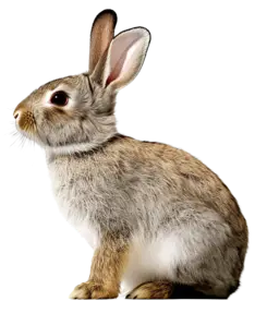 A small brown and white rabbit is sitting on a white background.