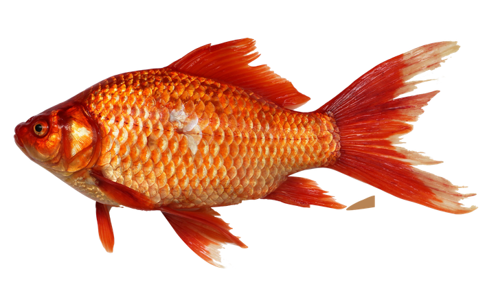 A close up of a goldfish on a white background