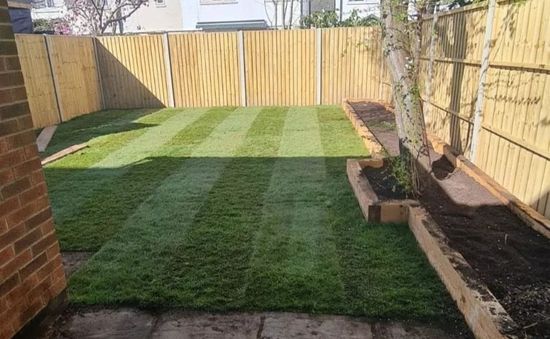 newly laid garden lawn turf