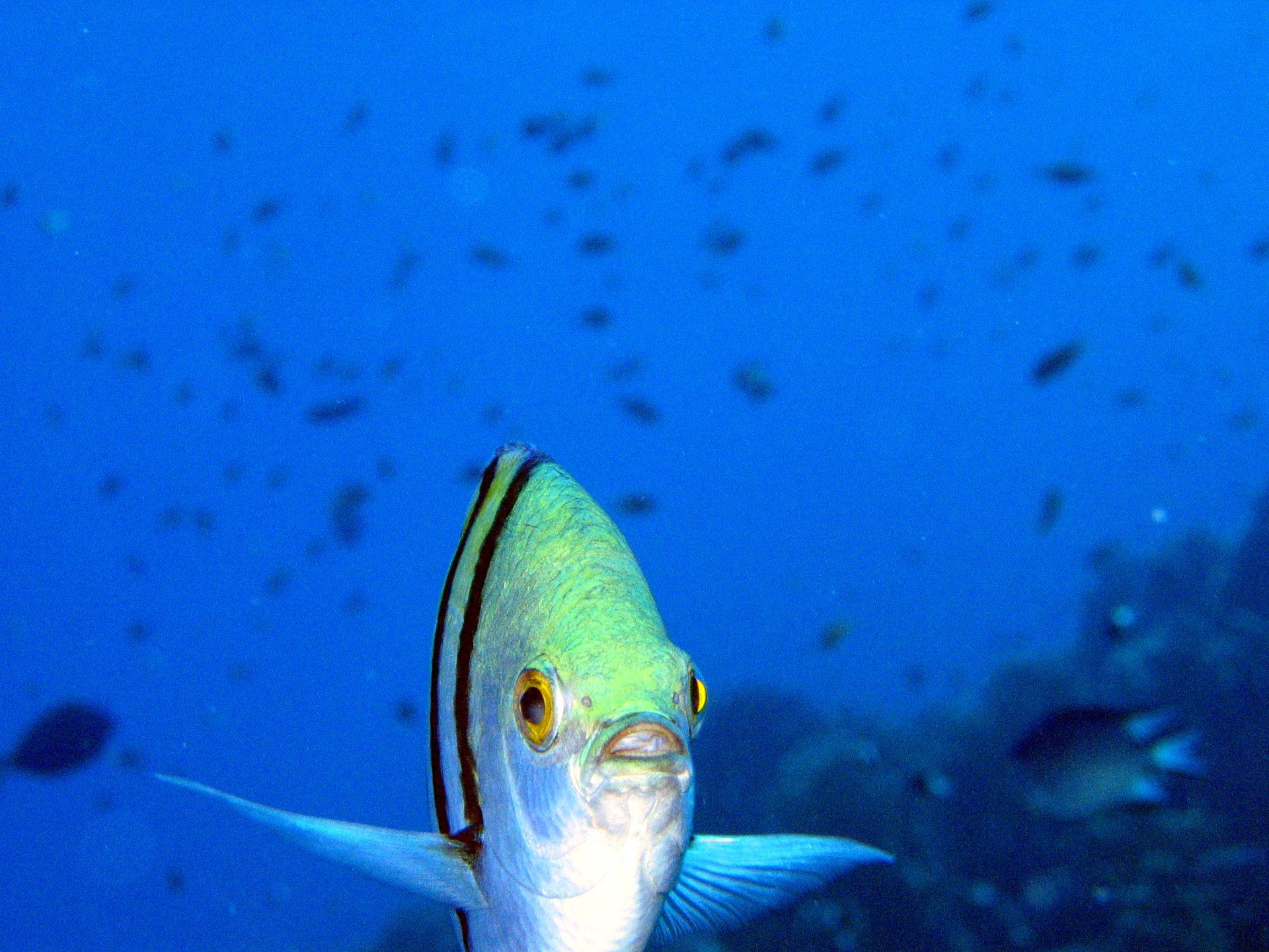 Rotes Meer, Tauchen, Scubadiving, Ägypten, Al-Qusair, Sergeant