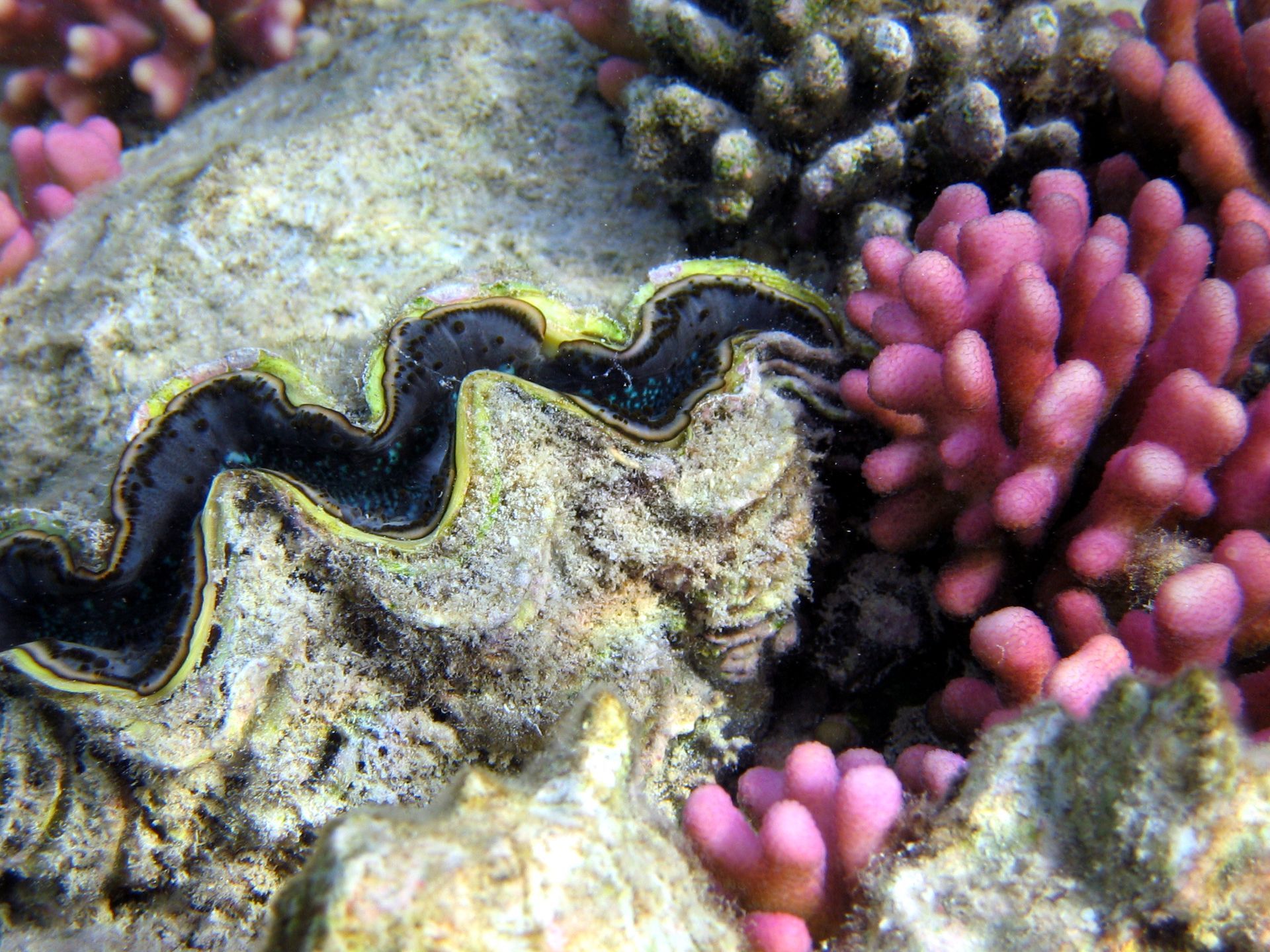 Rotes Meer, Tauchen, Scubadiving, Ägypten, Al-Qusair,