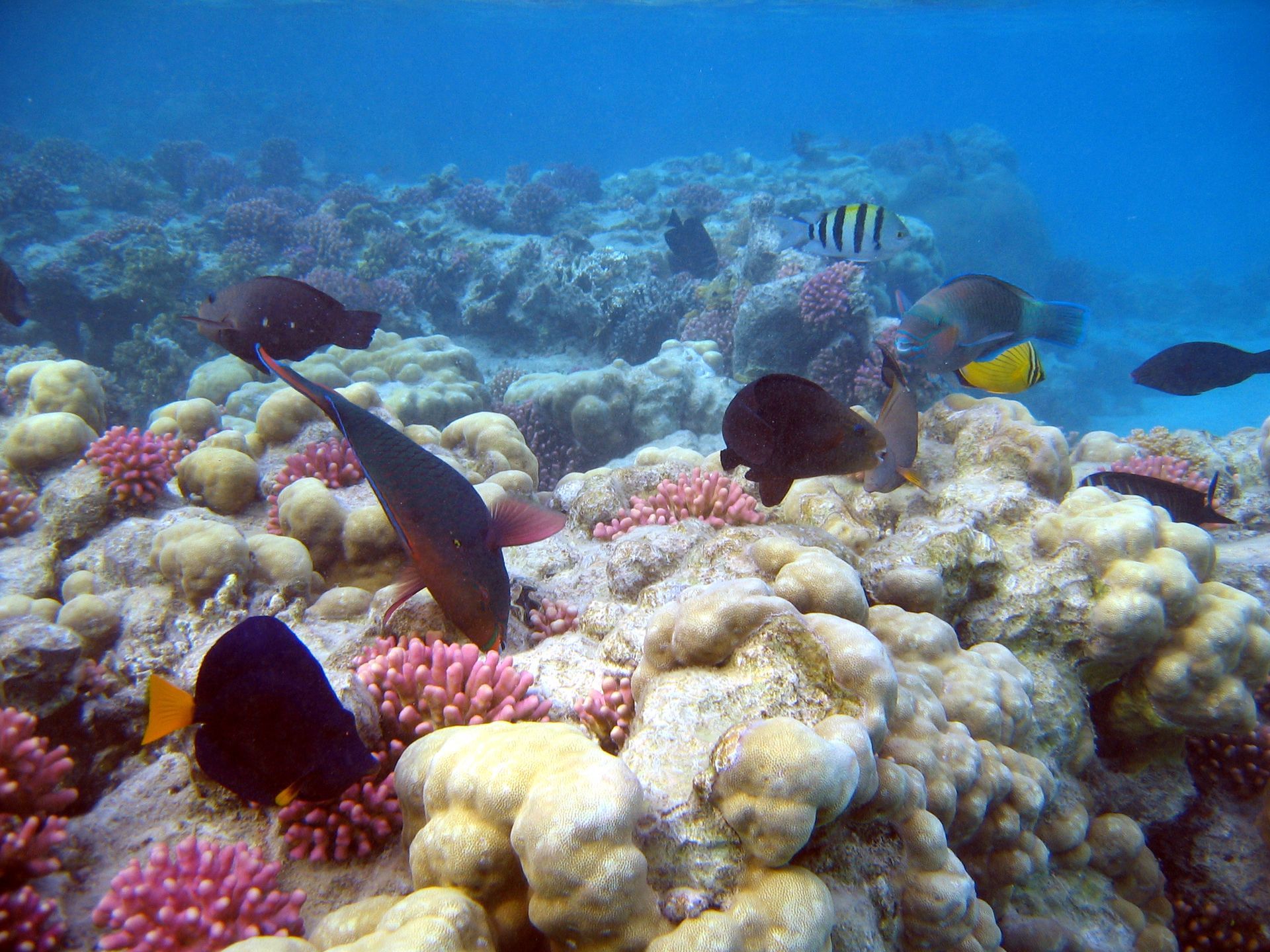 Rotes Meer, Tauchen, Scubadiving, Ägypten, Al-Qusair,