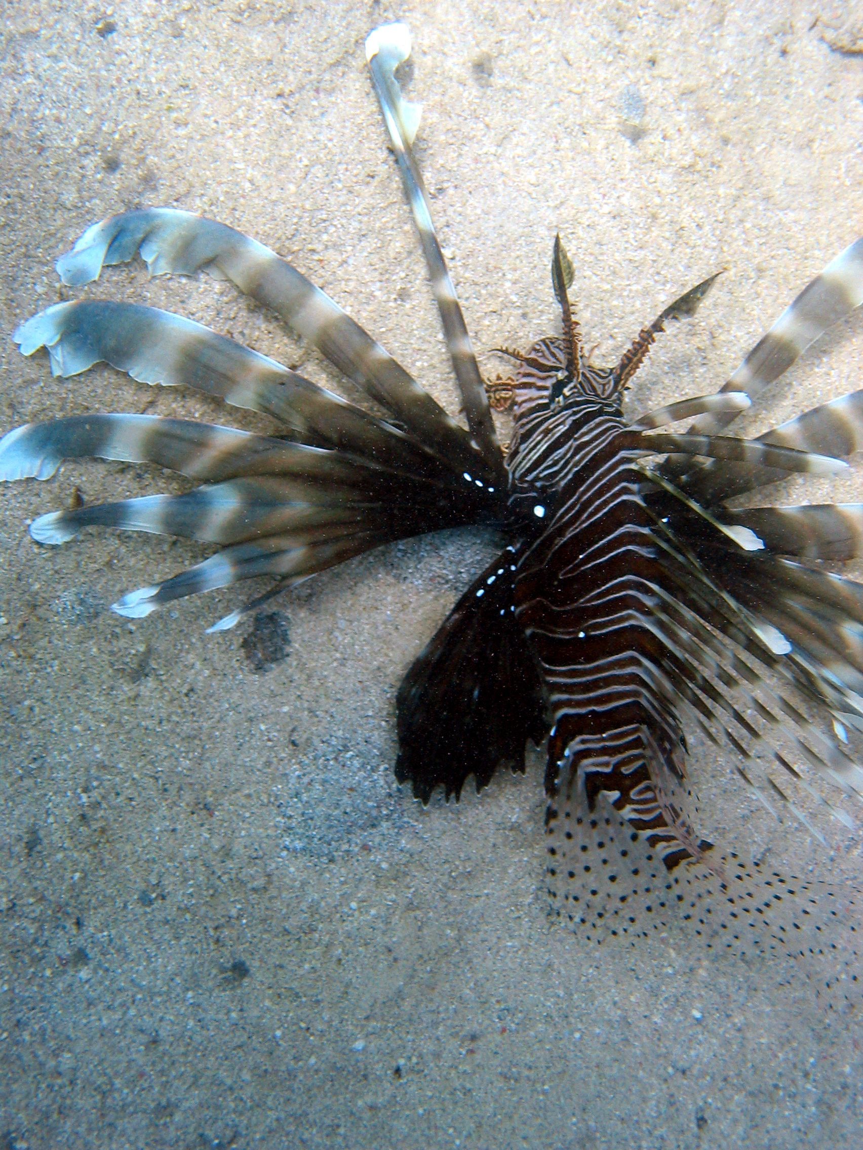 Rotes Meer, Tauchen, Scubadiving, Ägypten, Al-Qusair,