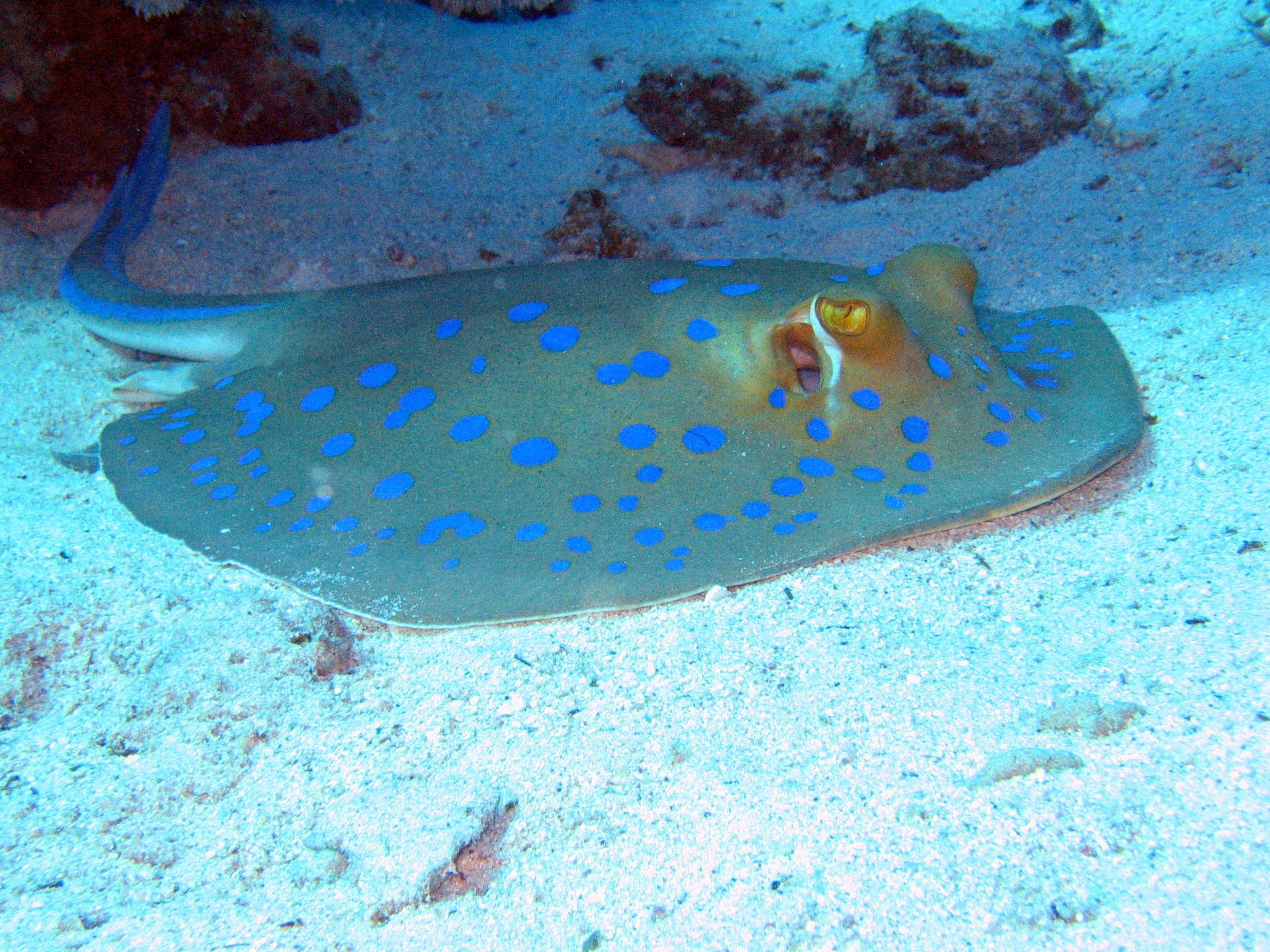 Rotes Meer, Tauchen, Scubadiving, Ägypten, Al-Qusair, Stachelrochen