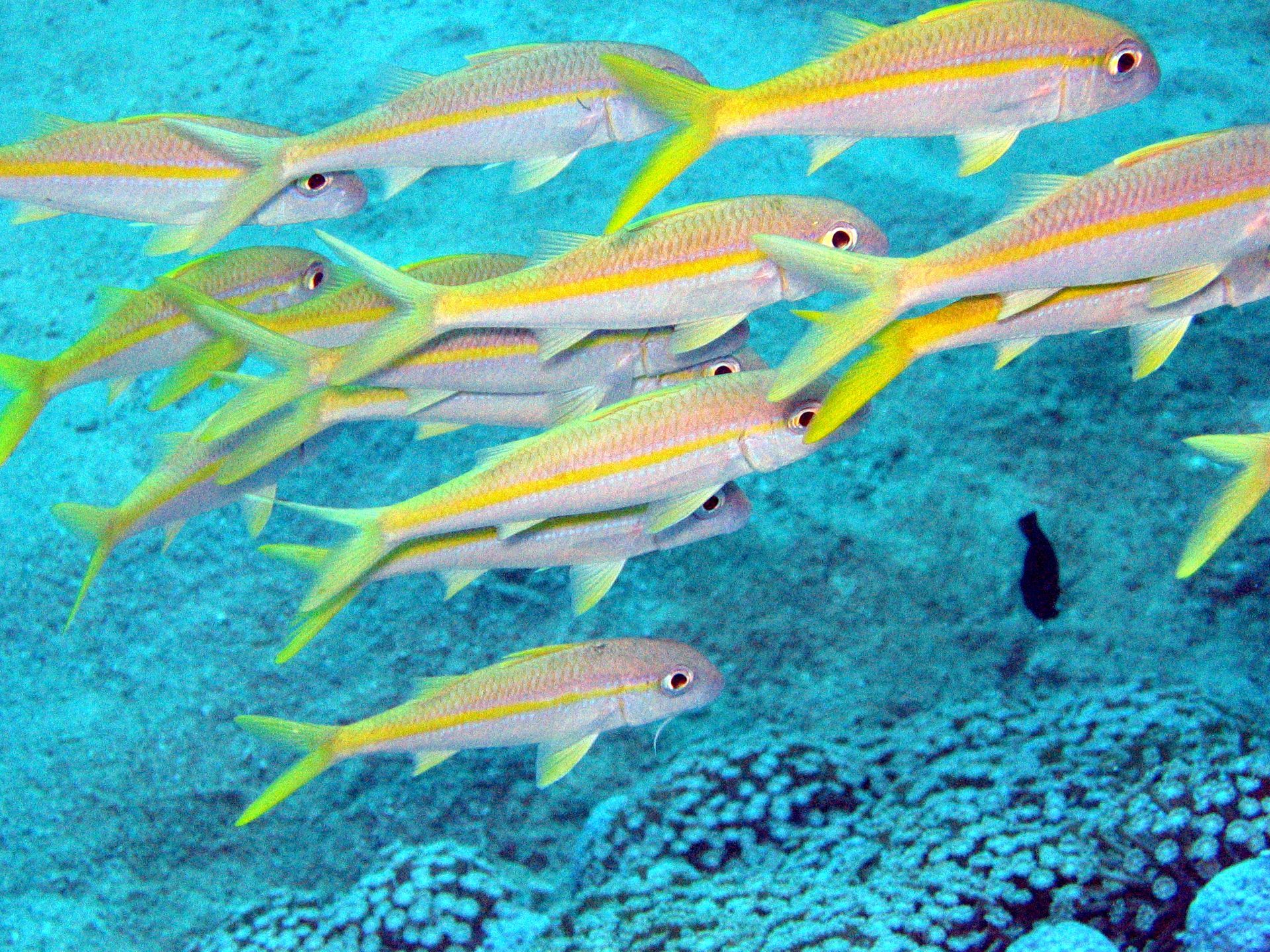 Rotes Meer, Tauchen, Scubadiving, Ägypten, Al-Qusair,