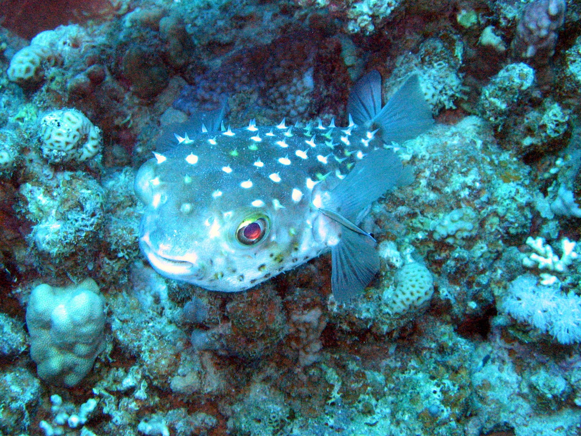Rotes Meer, Tauchen, Scubadiving, Ägypten, Al-Qusair, Boxfish