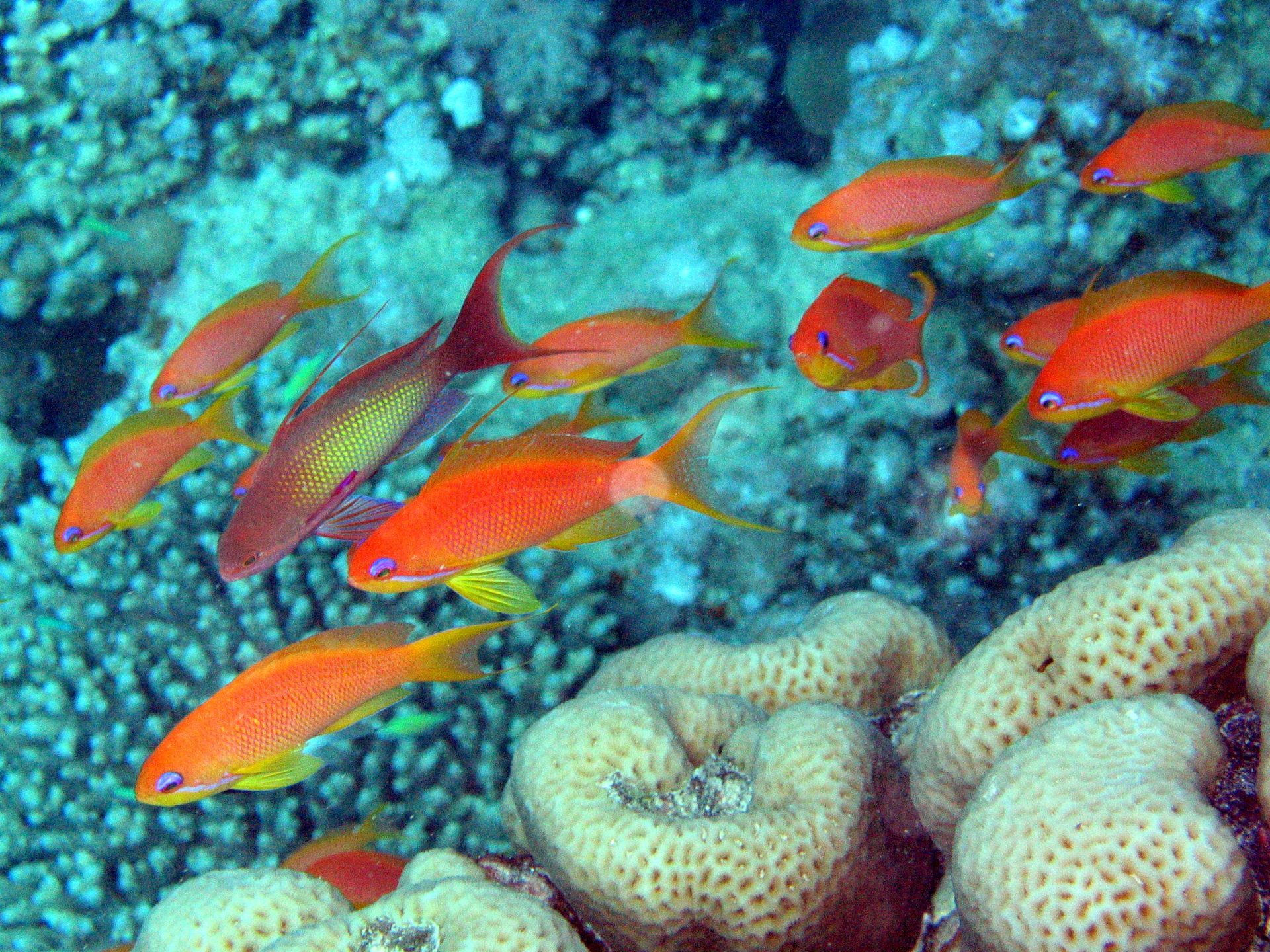 Rotes Meer, Tauchen, Scubadiving, Ägypten, Al-Qusair,