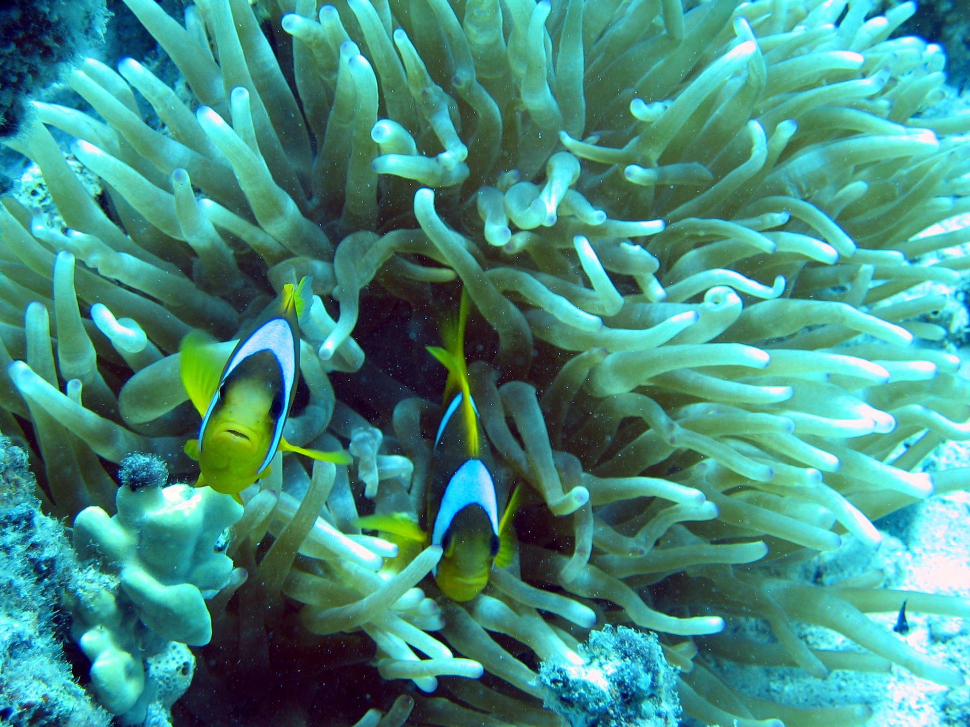 Tauchen, Scubadiving, Korallen, Riff, Sporttauchen, Open Water, Meer