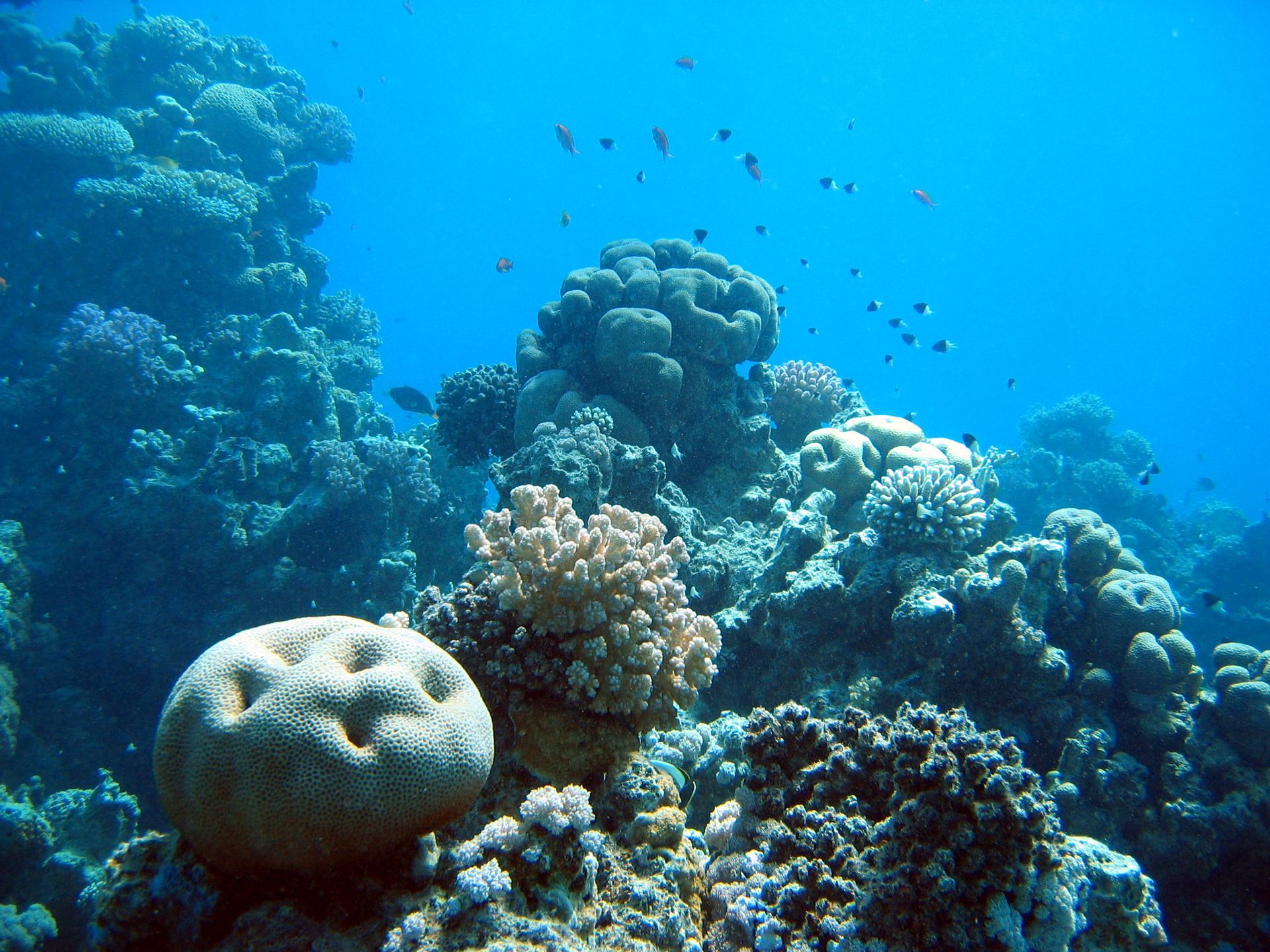 Rotes Meer, Tauchen, Scubadiving, Ägypten, Al-Qusair,