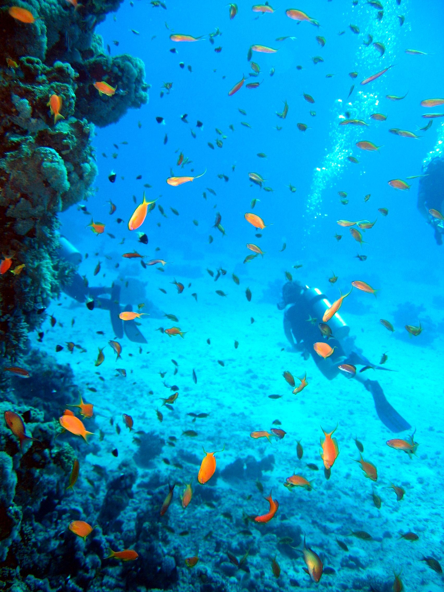 Rotes Meer, Tauchen, Scubadiving, Ägypten, Al-Qusair, 