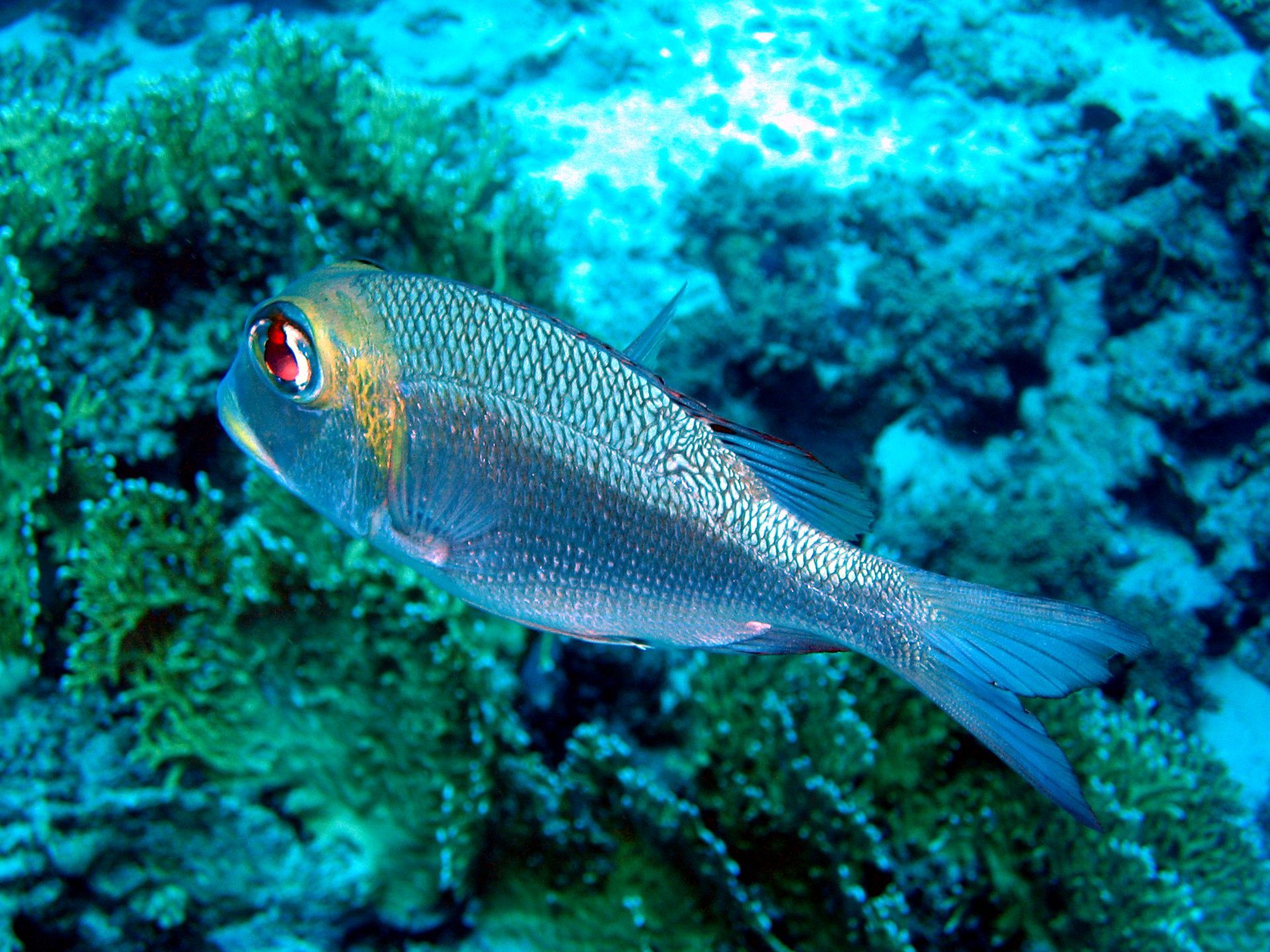 Rotes Meer, Tauchen, Scubadiving, Ägypten, Al-Qusair,