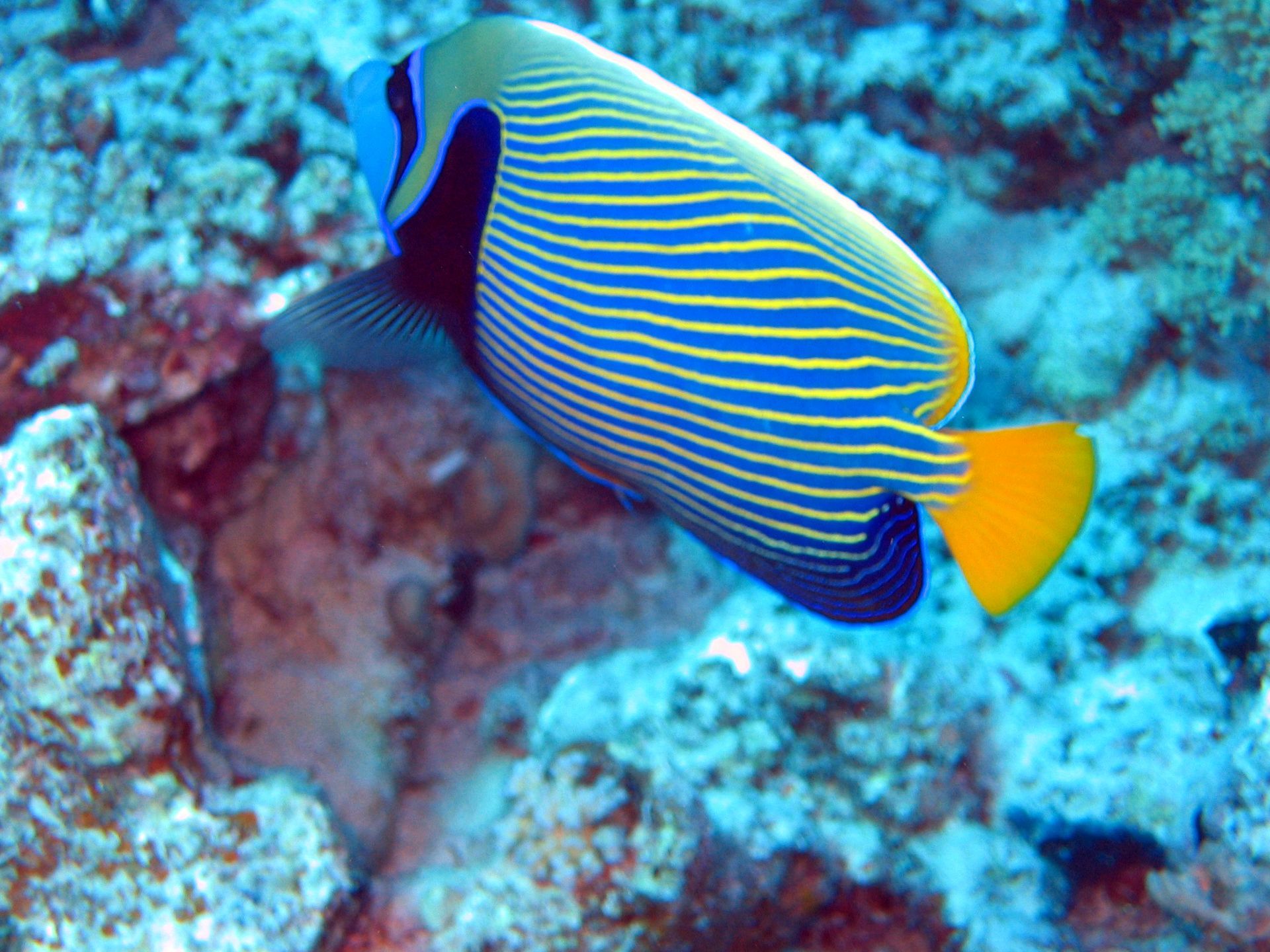 Rotes Meer, Tauchen, Scubadiving, Ägypten, Al-Qusair,