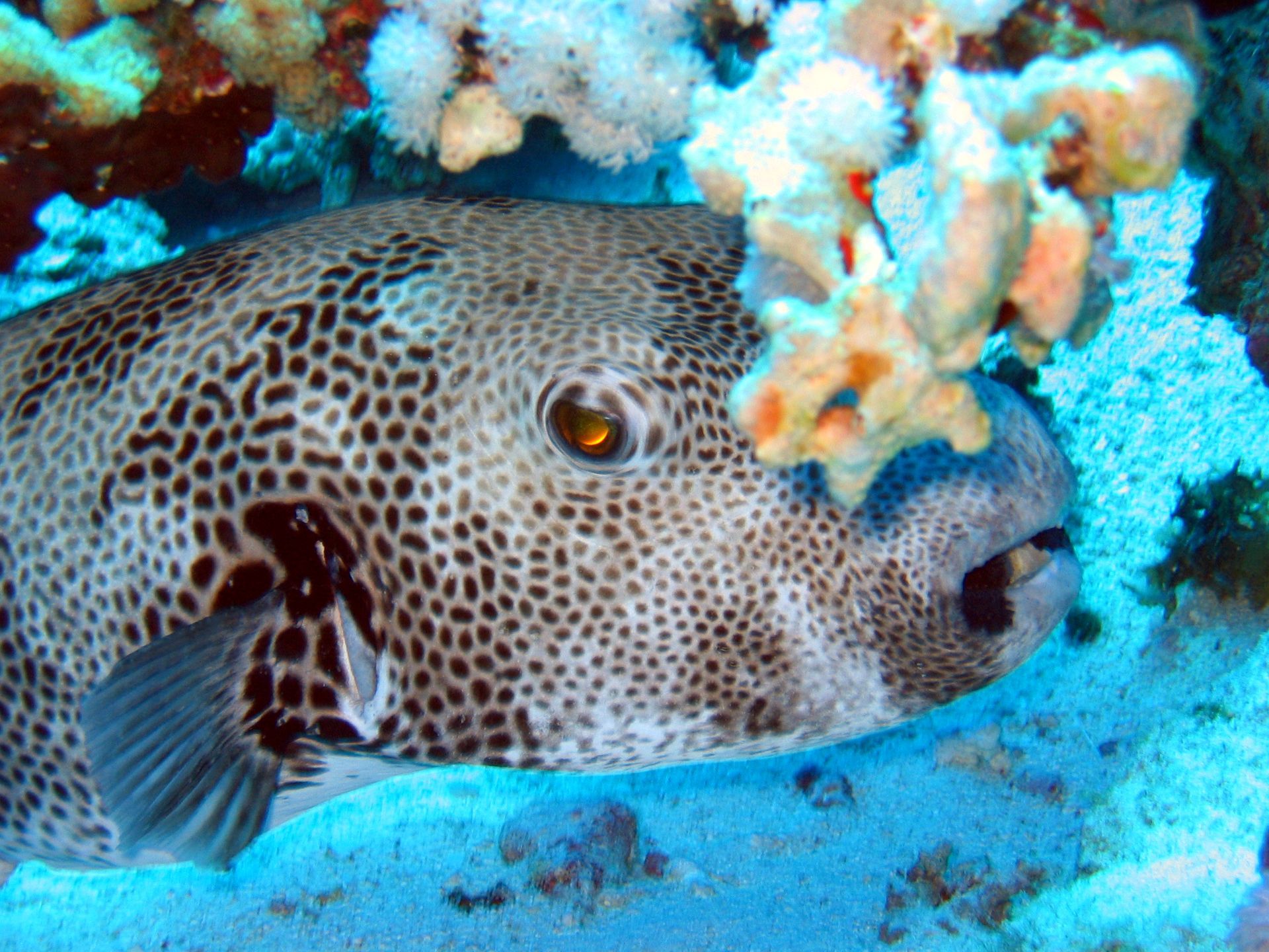 Rotes Meer, Tauchen, Scubadiving, Ägypten, Al-Qusair, Boxfish