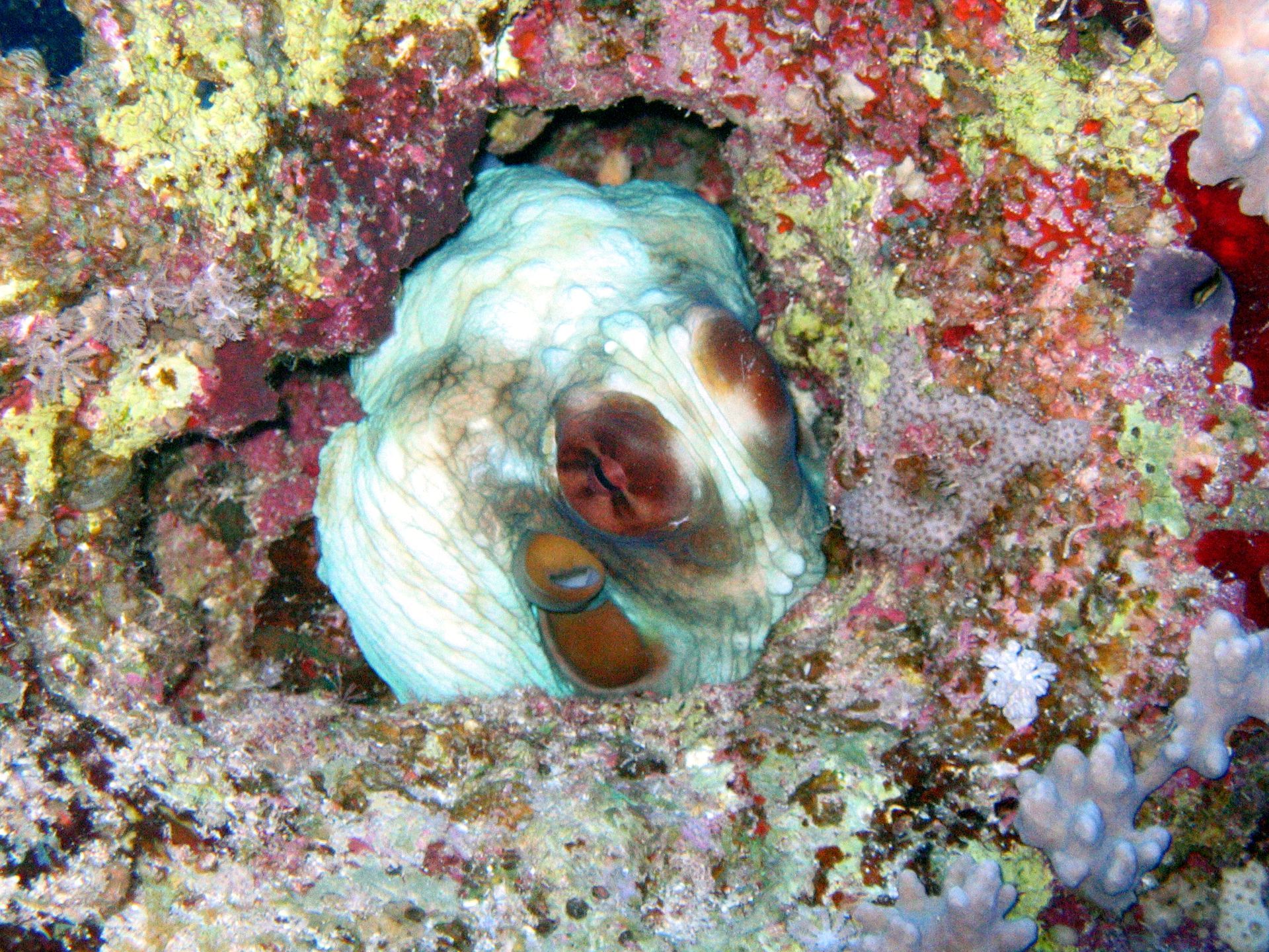 Rotes Meer, Tauchen, Scubadiving, Ägypten, Al-Qusair, Oktopus versteckt