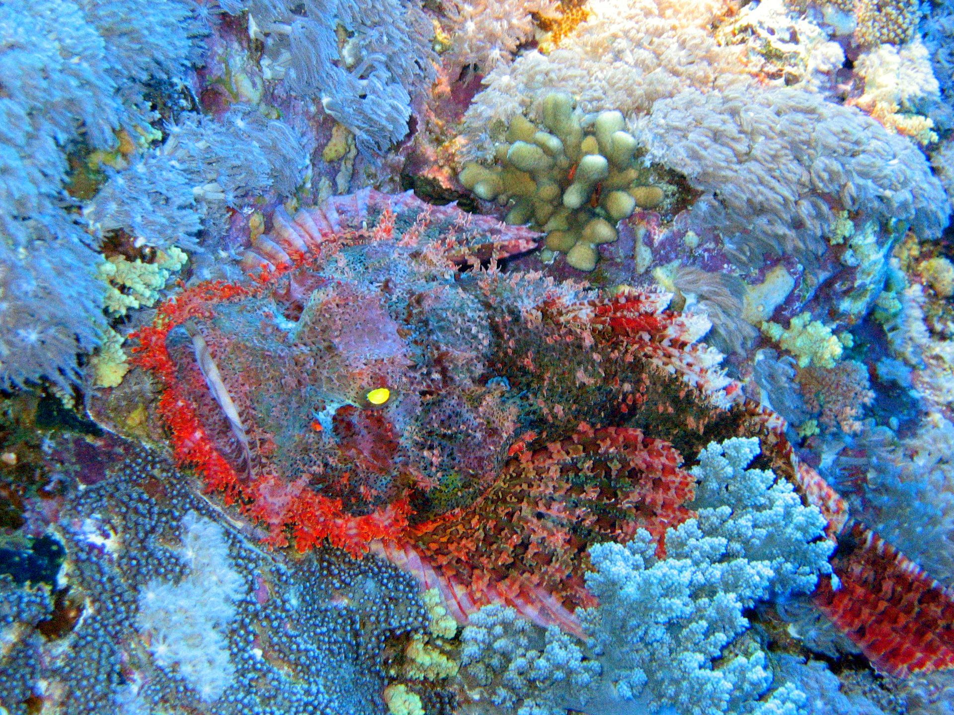 Rotes Meer, Tauchen, Scubadiving, Ägypten, Al-Qusair, 