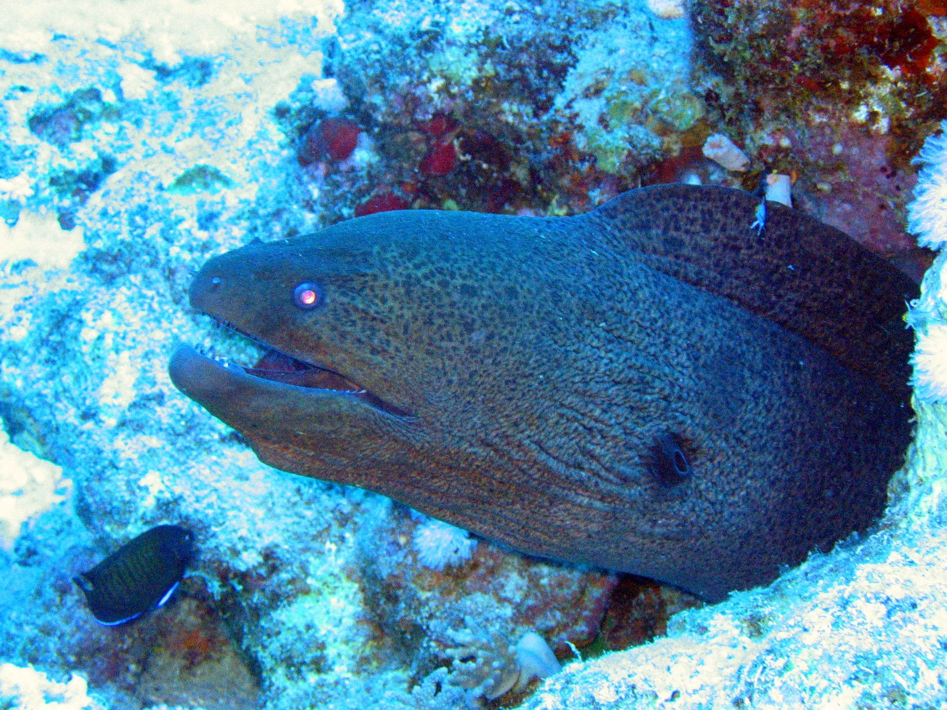 Rotes Meer, Tauchen, Scubadiving, Ägypten, Al-Qusair, Muräne