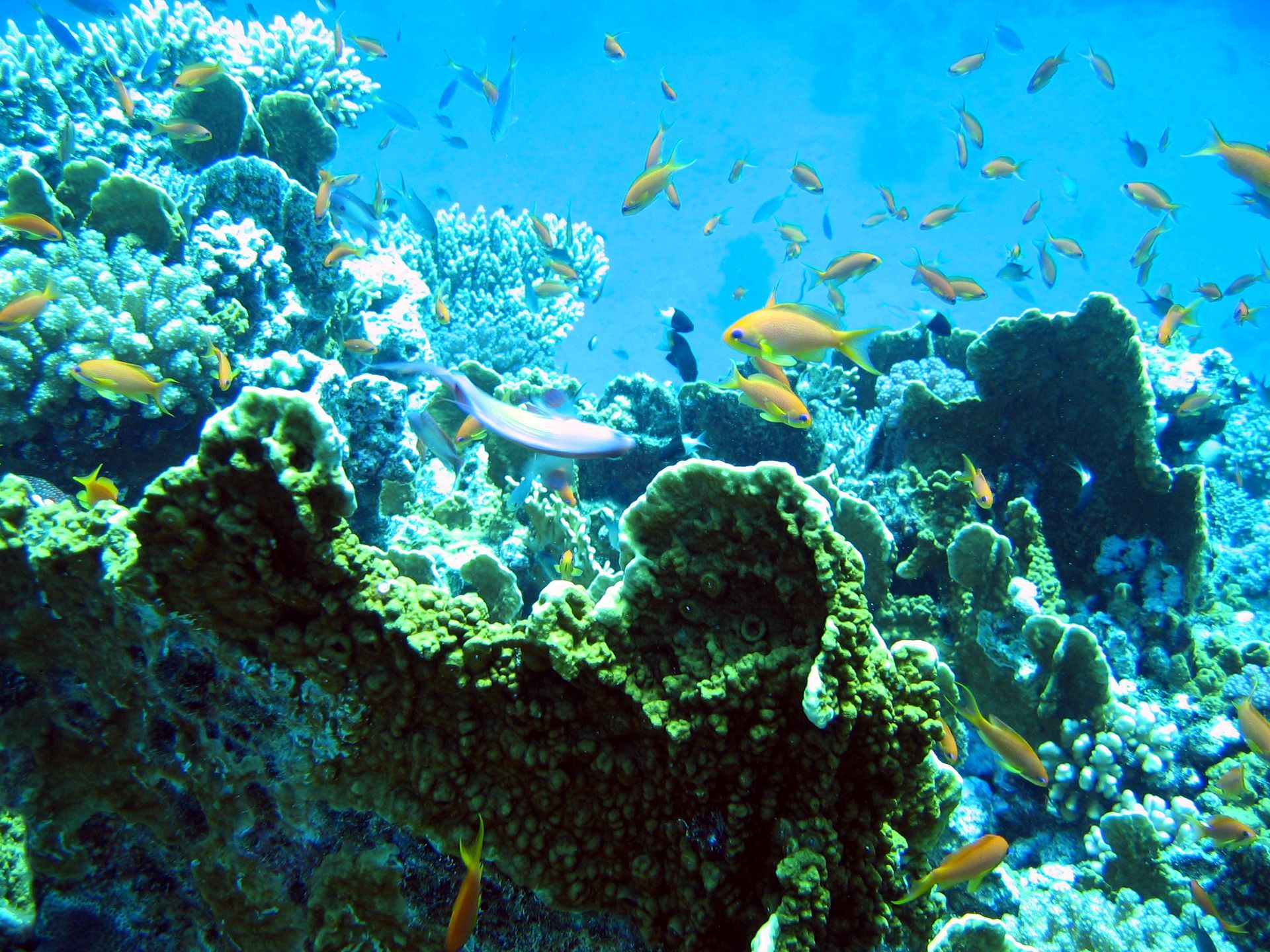 Rotes Meer, Tauchen, Scubadiving, Ägypten, Al-Qusair, 