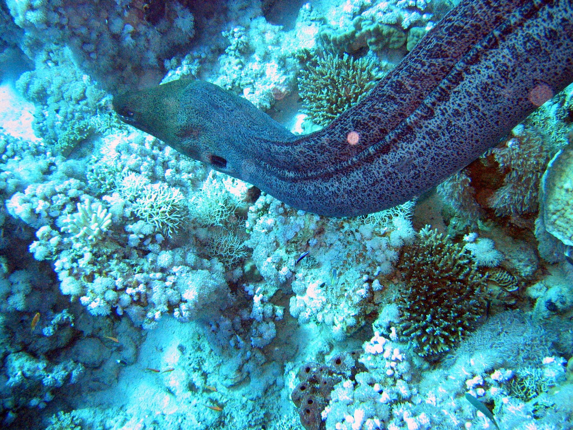 Rotes Meer, Tauchen, Scubadiving, Ägypten, Al-Qusair, Muräne schwimmend