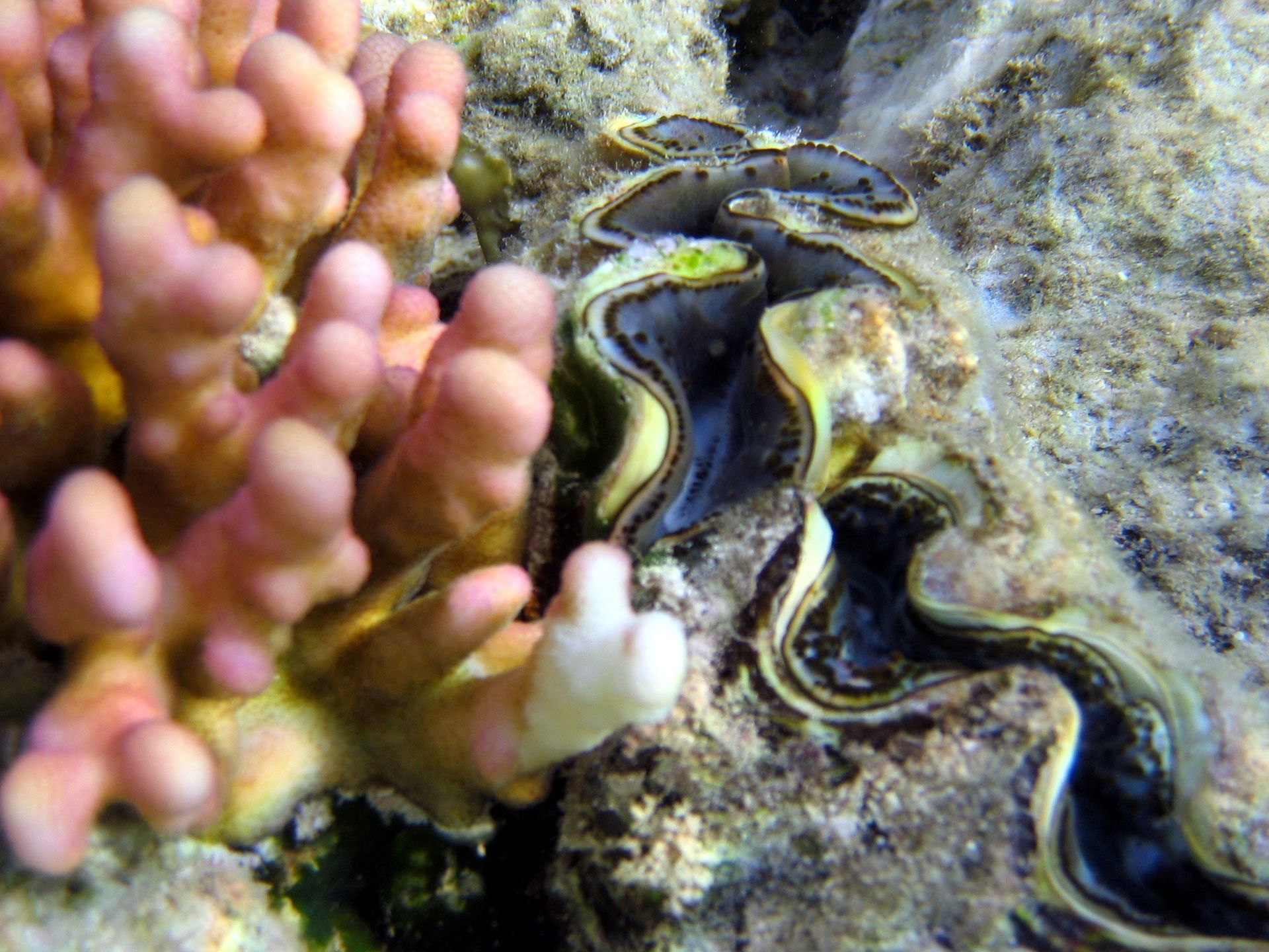 Rotes Meer, Tauchen, Scubadiving, Ägypten, Al-Qusair,