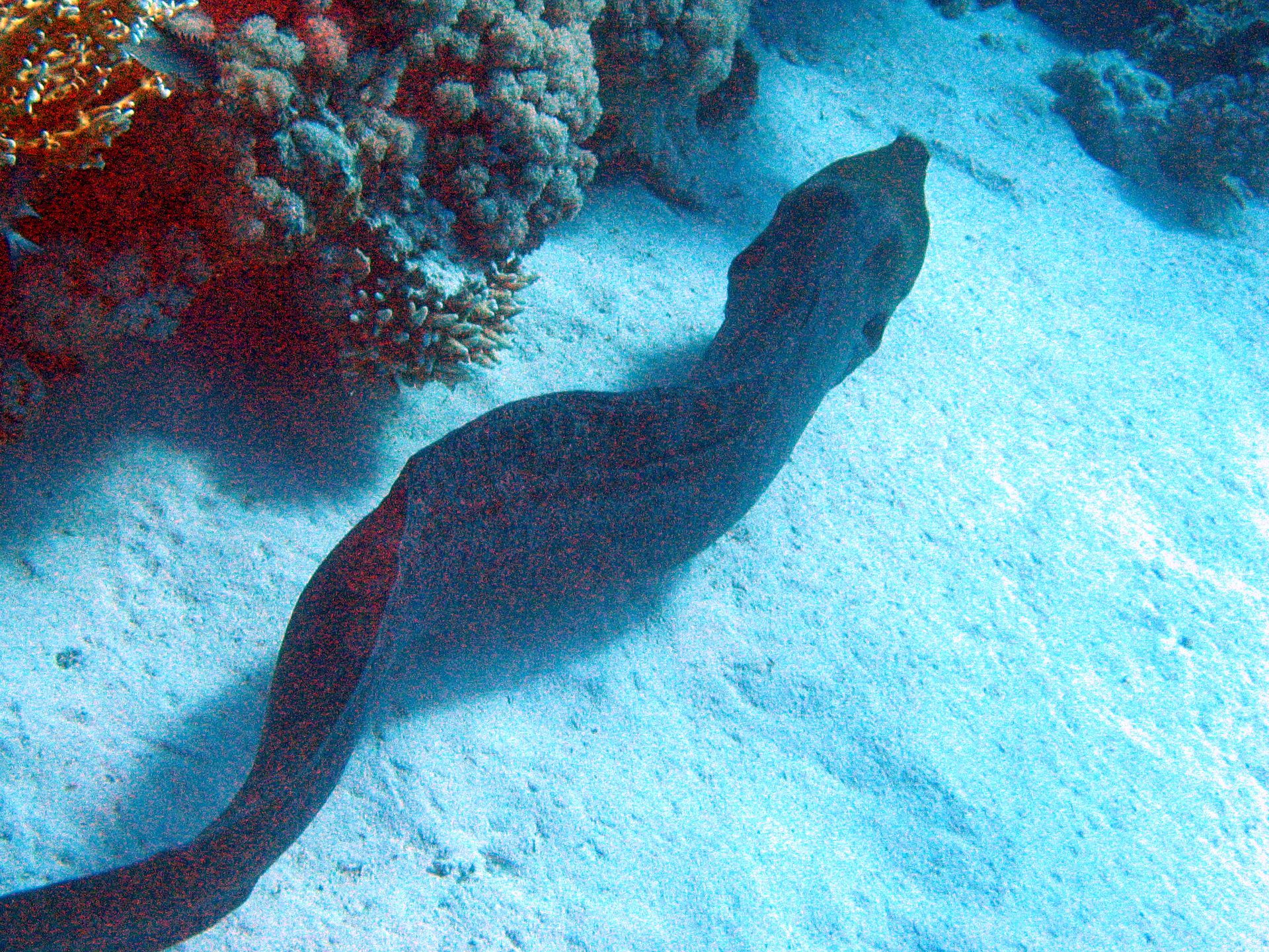 Rotes Meer, Tauchen, Scubadiving, Ägypten, Al-Qusair, Muräne schwimmend