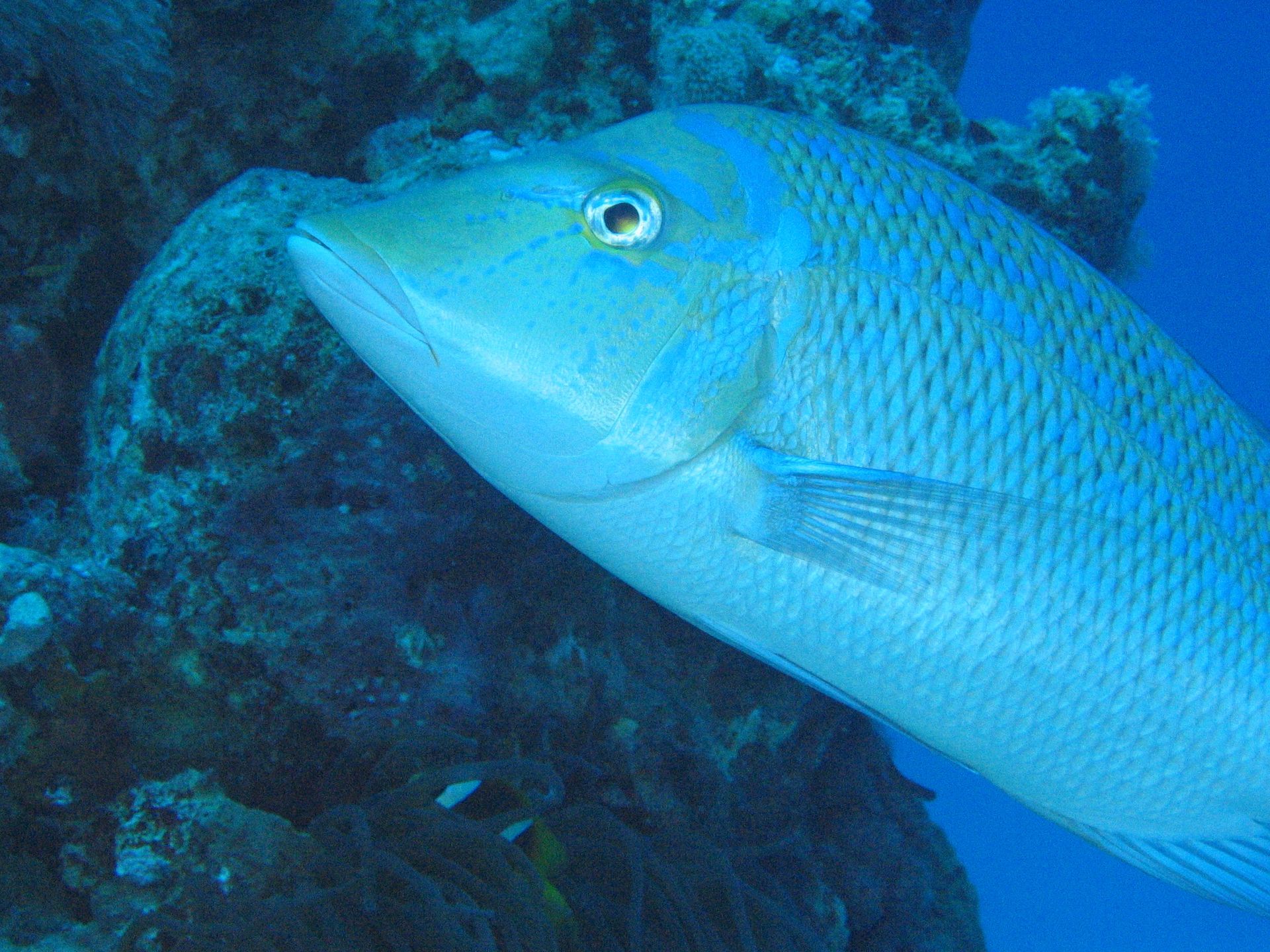 Rotes Meer, Tauchen, Scubadiving, Ägypten, Al-Qusair, 