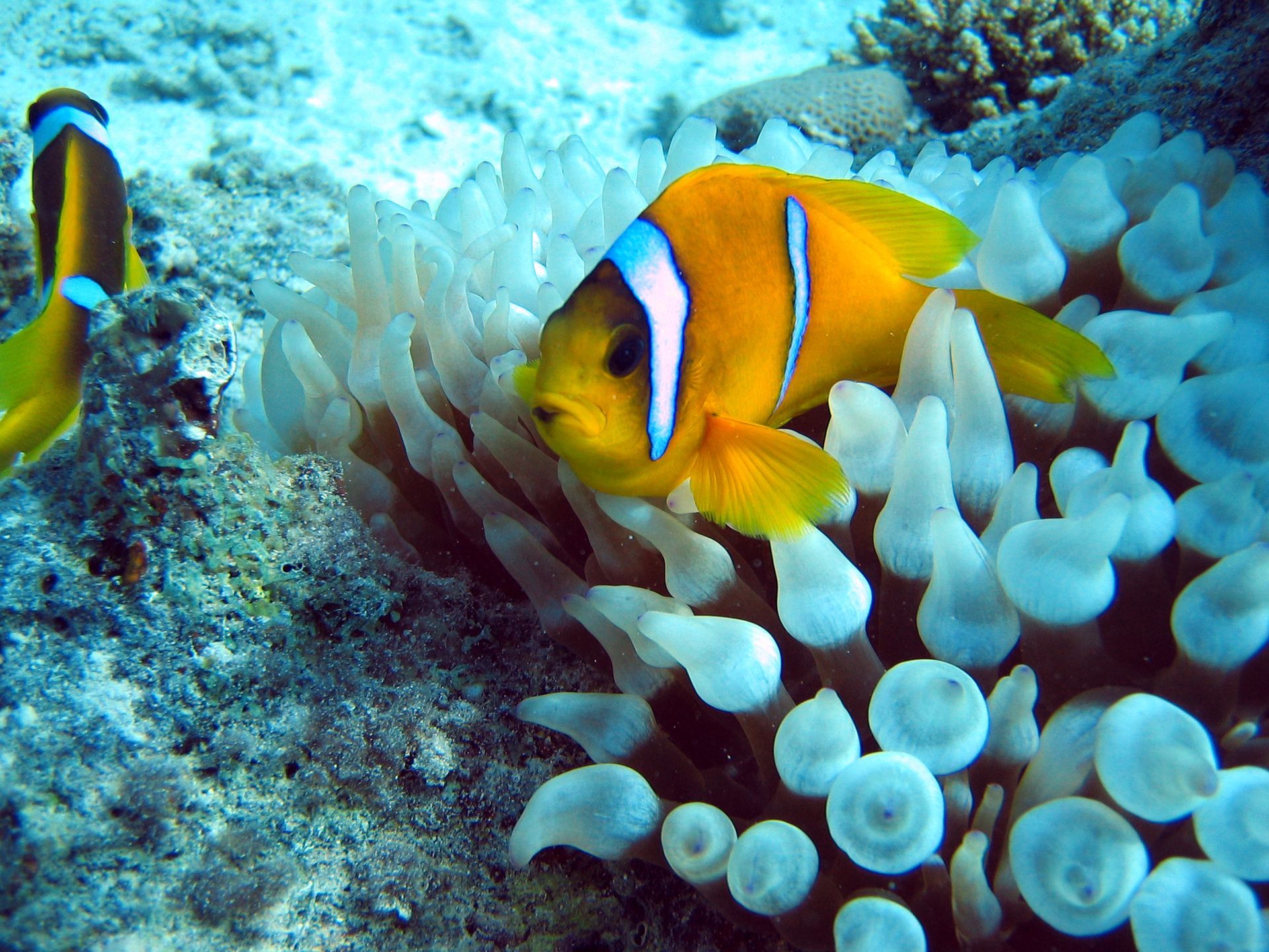 Rotes Meer, Tauchen, Scubadiving, Ägypten, Al-Qusair, Clownfish, Anemone