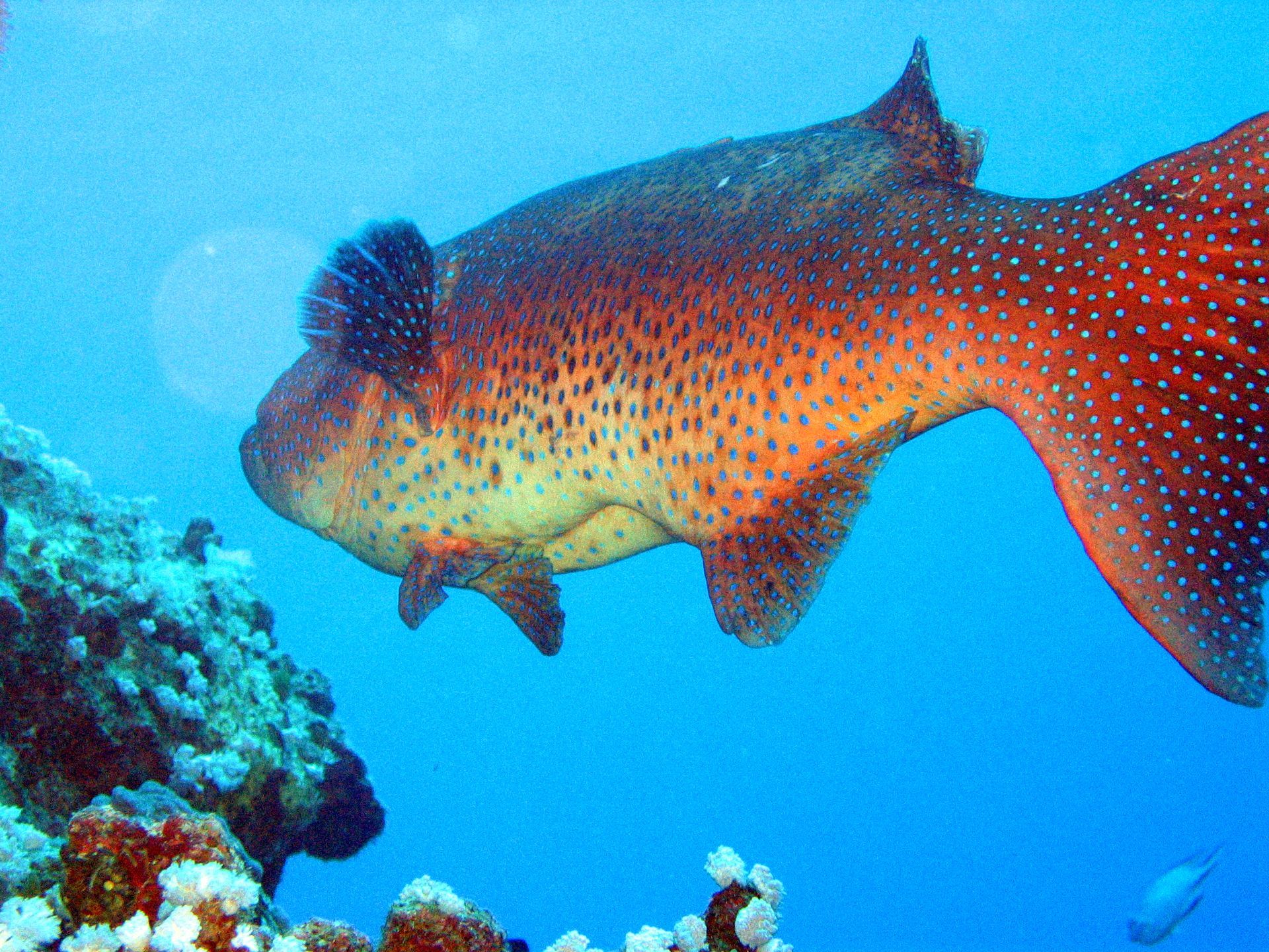 Rotes Meer, Tauchen, Scubadiving, Ägypten, Al-Qusair,