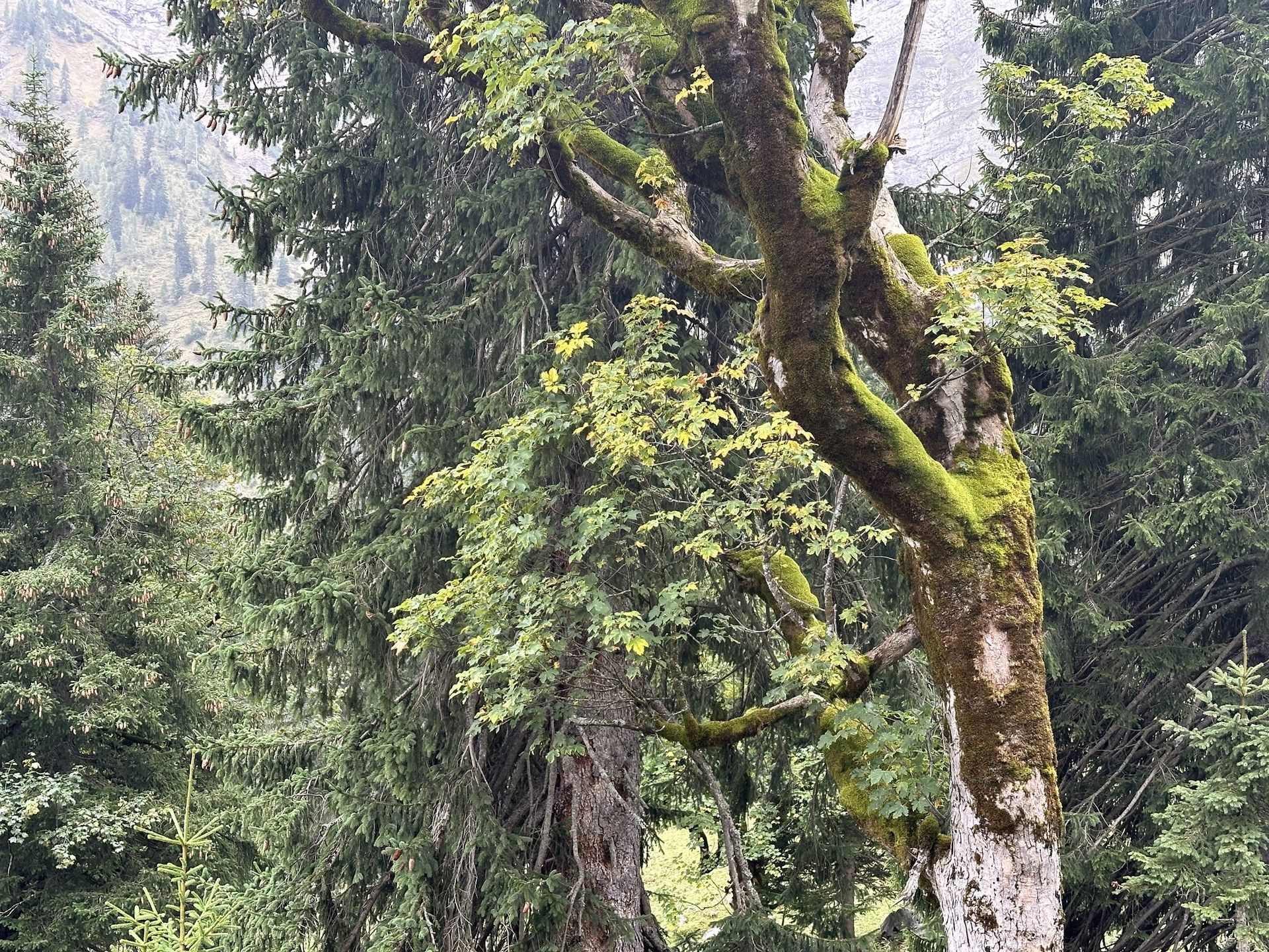 Karwendel, Klimawandel, Trockenheit, Wassermangel, DAV Hütten, Hartmut Ulrich