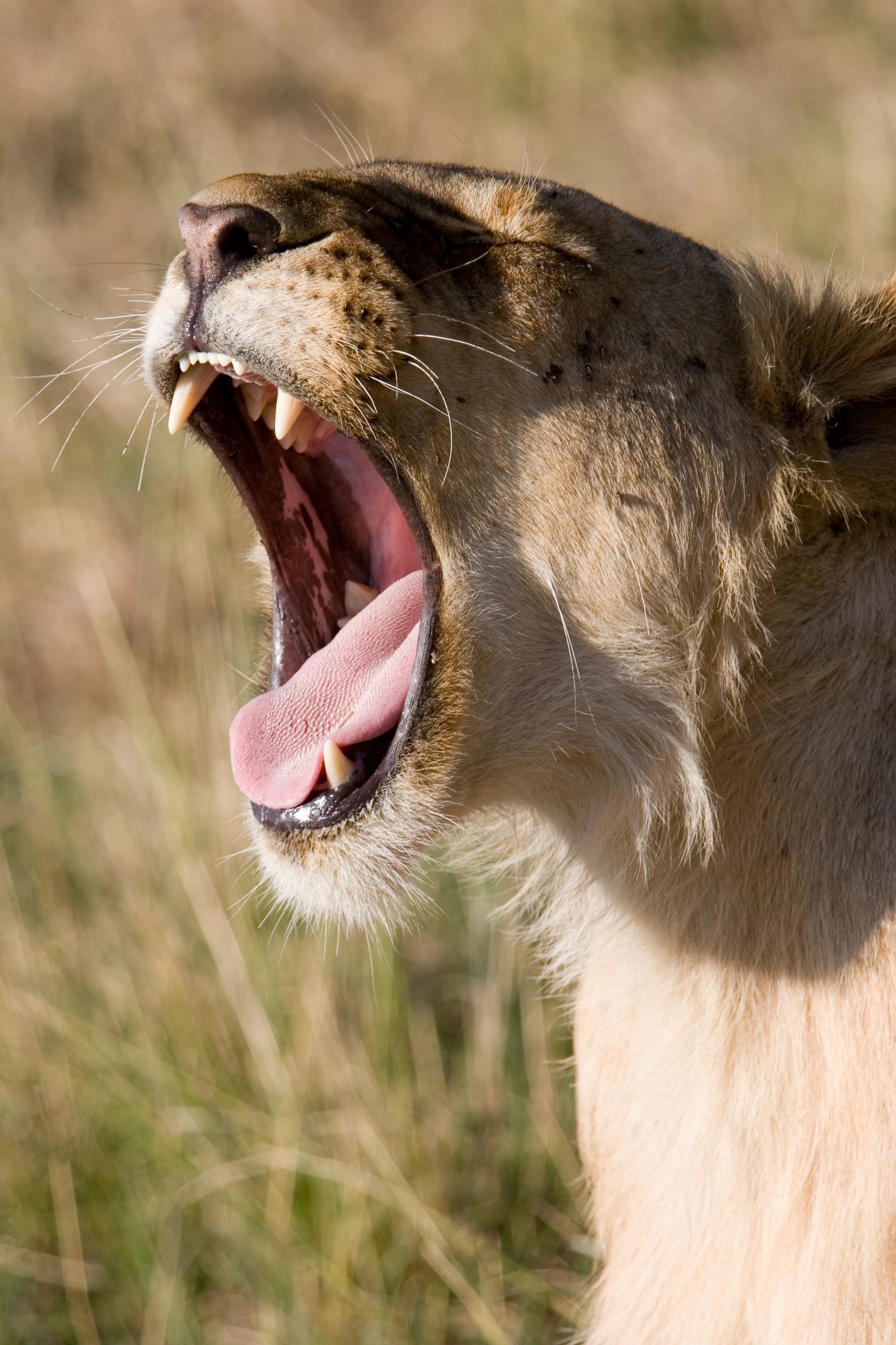 Löwe Safari Serengeti | Hartmut Ulrich