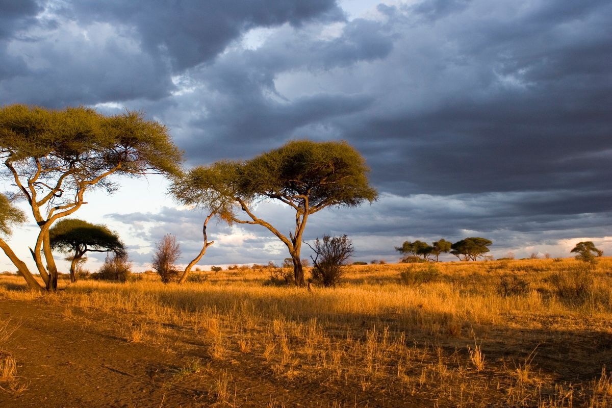 Tarangire, Tansania, Ostafrika | Hartmut Ulrich
