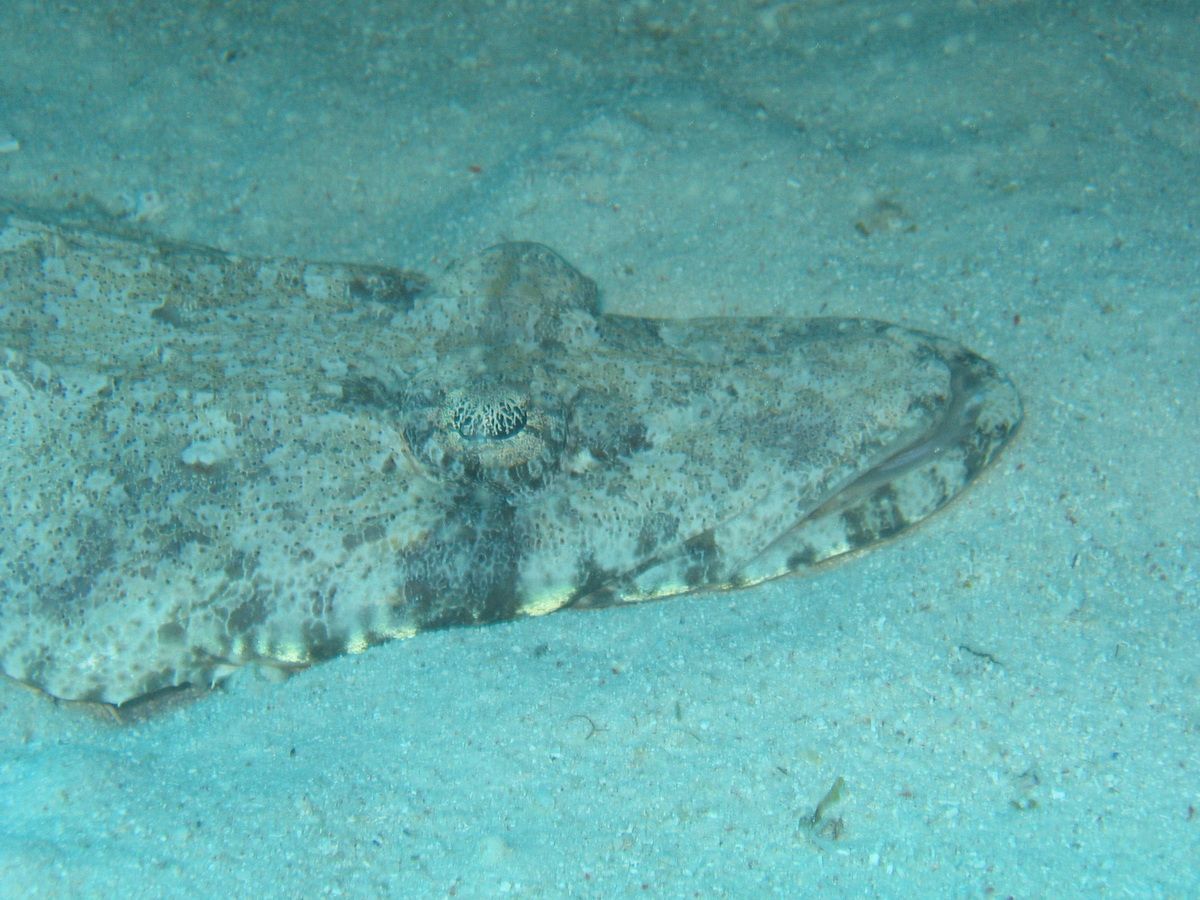 Pemba, Oystafrika, Tauchen, Scubadiving