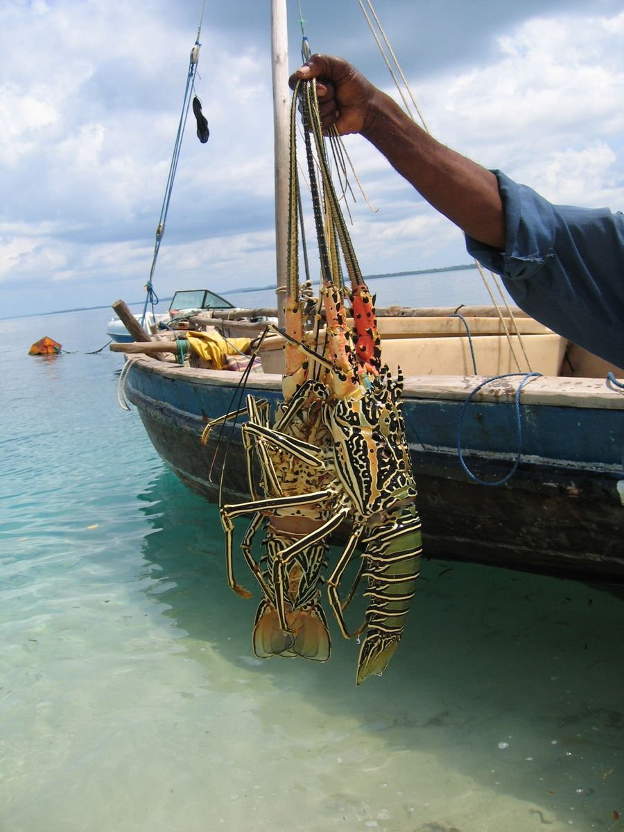 Pemba, Oystafrika, Tauchen, Scubadiving