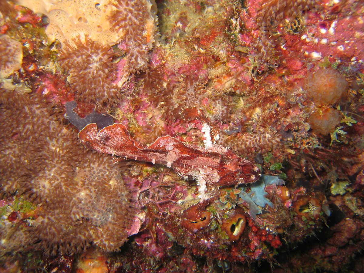 Pemba, Oystafrika, Tauchen, Scubadiving