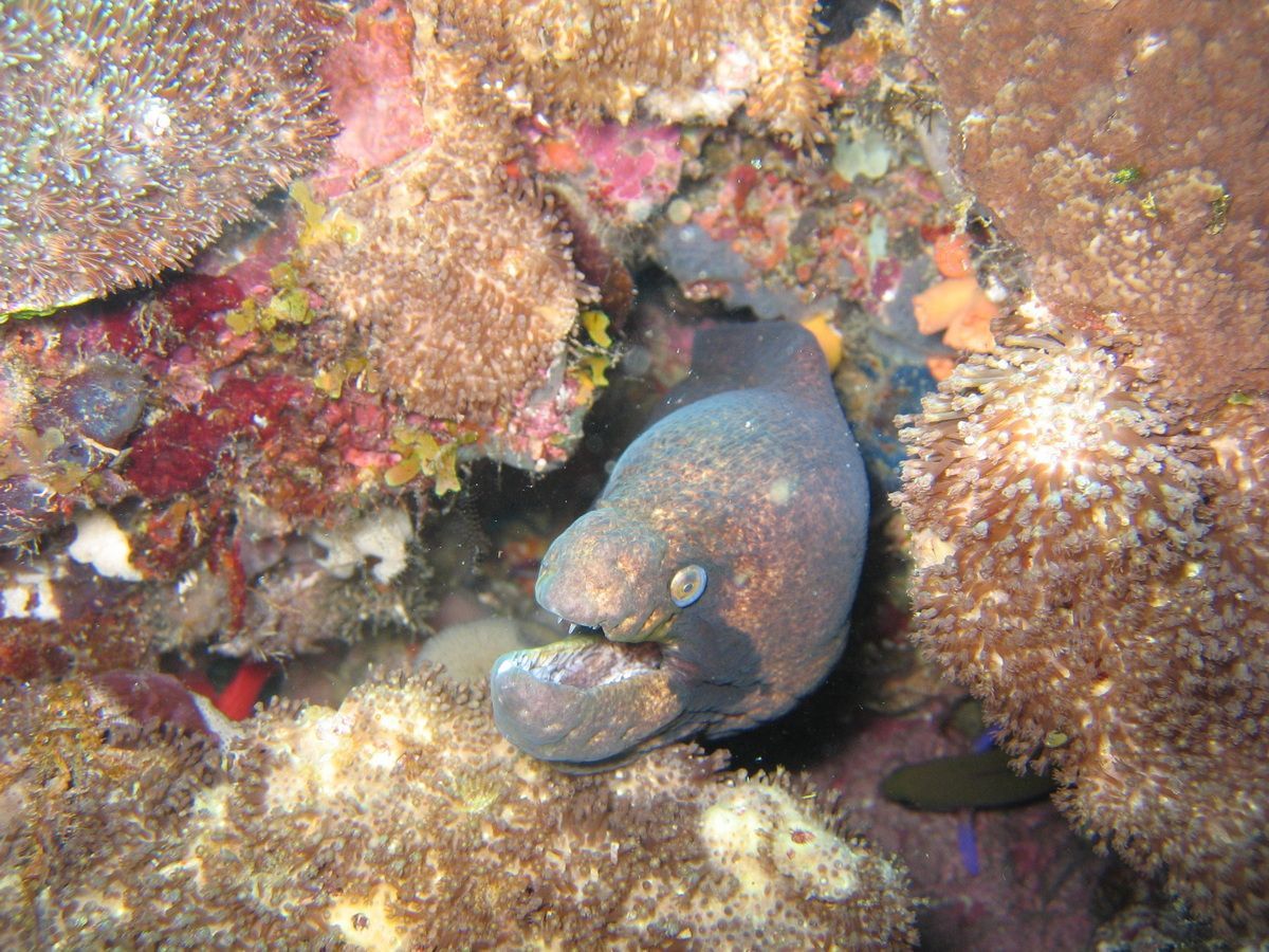 Pemba, Oystafrika, Tauchen, Scubadiving, Muräne