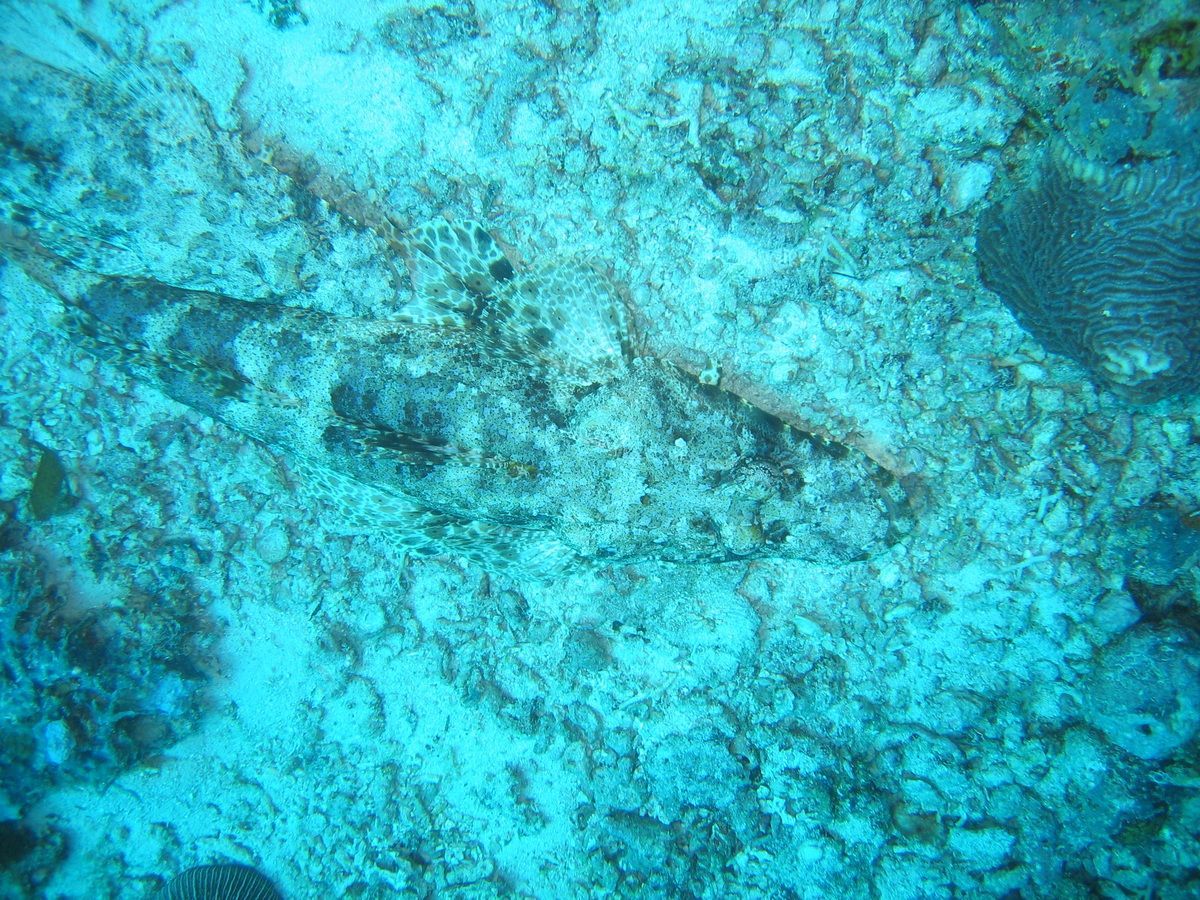 Pemba, Oystafrika, Tauchen, Scubadiving