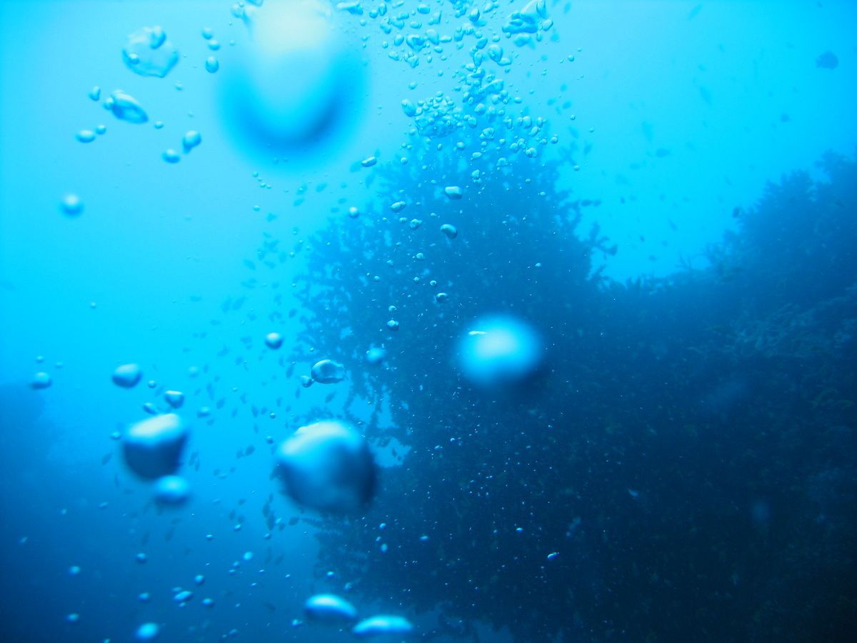 Pemba, Oystafrika, Tauchen, Scubadiving